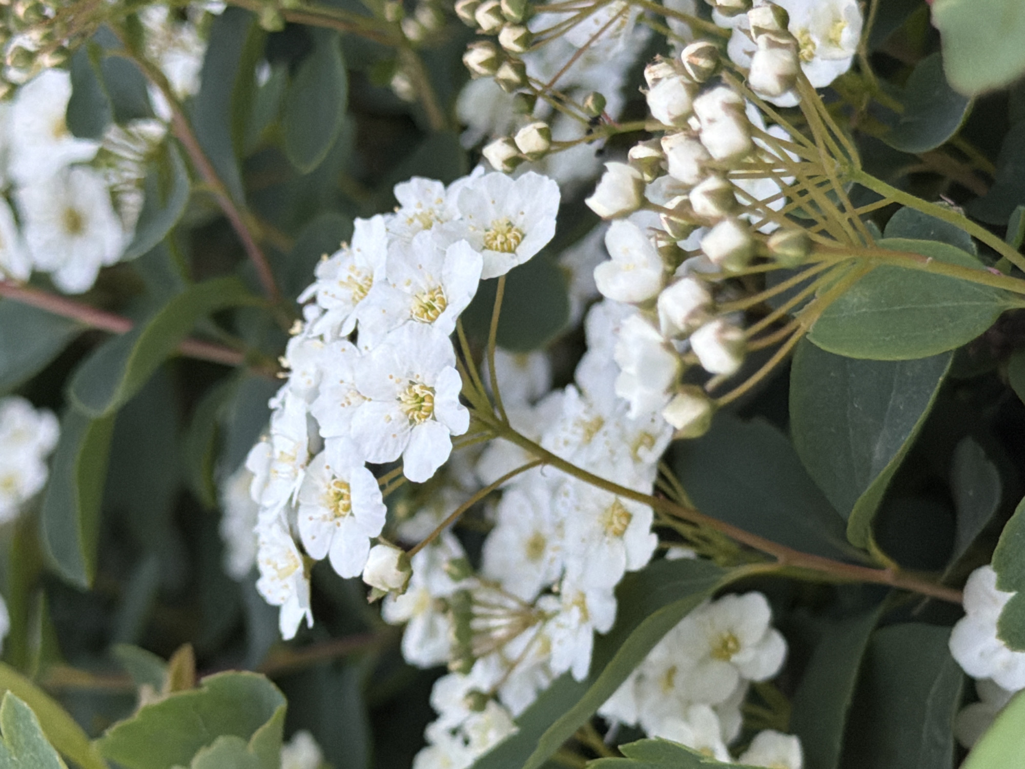 This close-up, eye-level photograph captures a cluster of small white flowers and numerous buds on a shrub, likely a Spiraea, set against a blurred background of green leaves. The scene is illuminated by natural daylight, suggesting it is daytime.
The focal point is a central bouquet of pristine white flowers, each featuring five delicate petals and a vibrant yellow center formed by tiny stamens. These flowers are sharply rendered, highlighting their intricate details. Surrounding them, additional white flowers appear, some slightly out of focus in the foreground and background, creating a shallow depth of field that emphasizes the main bloom.
Throughout the frame, especially on the upper right, numerous small, cream-colored flower buds are visible on slender, light green and brownish stems, indicating a plant in various stages of blooming. The backdrop consists of lush, dark green, oval-shaped leaves, softly blurred, which provides a rich contrast to the bright white blossoms. The image conveys a sense of natural beauty and the freshness of spring or early summer.
The location context provided is Esch-sur-Alzette, Luxembourg. There are no people, explicit activities, or visible text in the image.