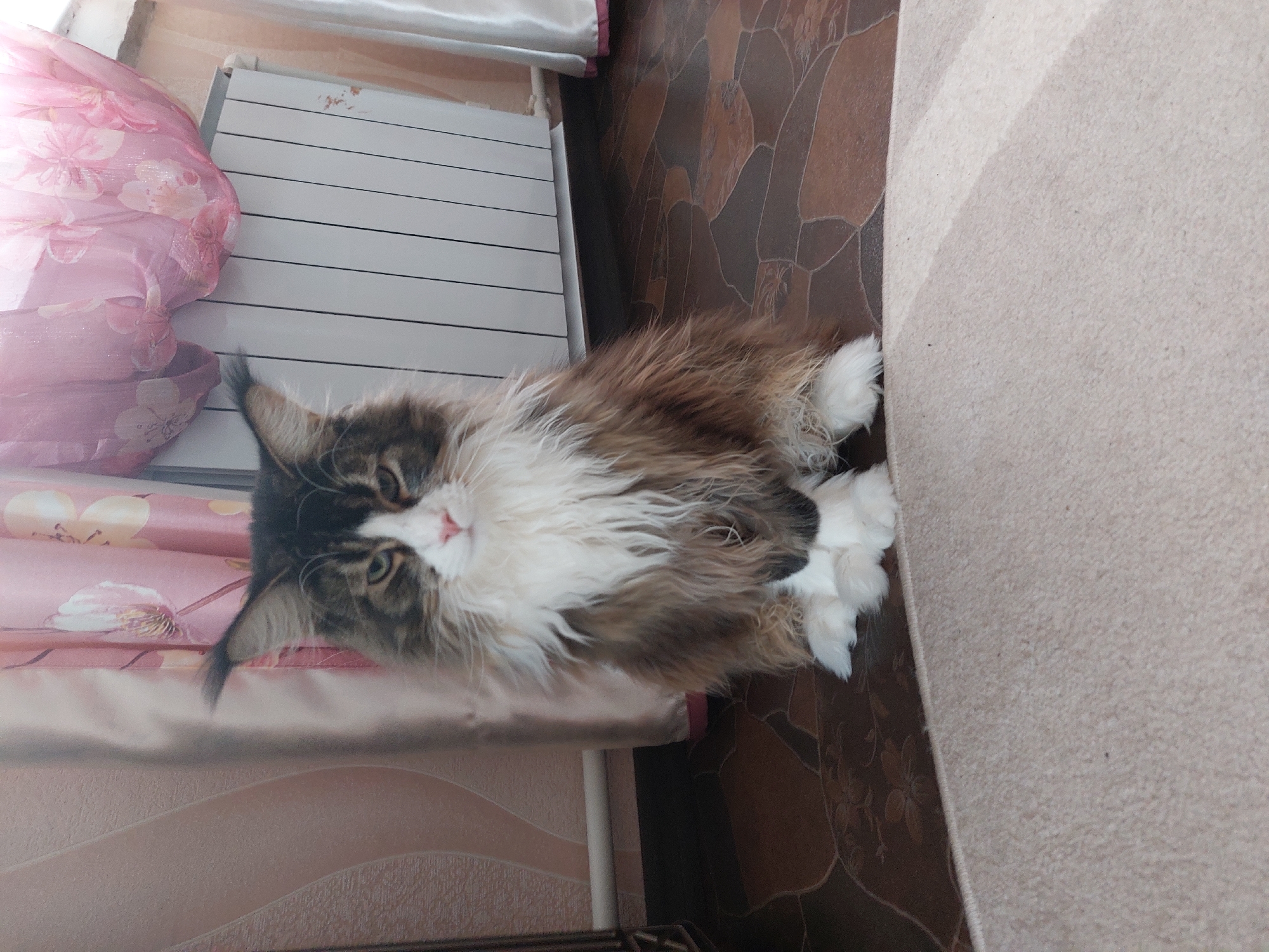 A long-haired brown and white cat is sitting on a brown tiled floor in a room in what is presumably Большой Букор, Russia. The cat's head is oriented toward the left side of the frame. Next to the cat is a beige carpet. Near the cat's head on the left side is a radiator and a pink curtain. The floor tiles have a pattern reminiscent of tessellated shapes.