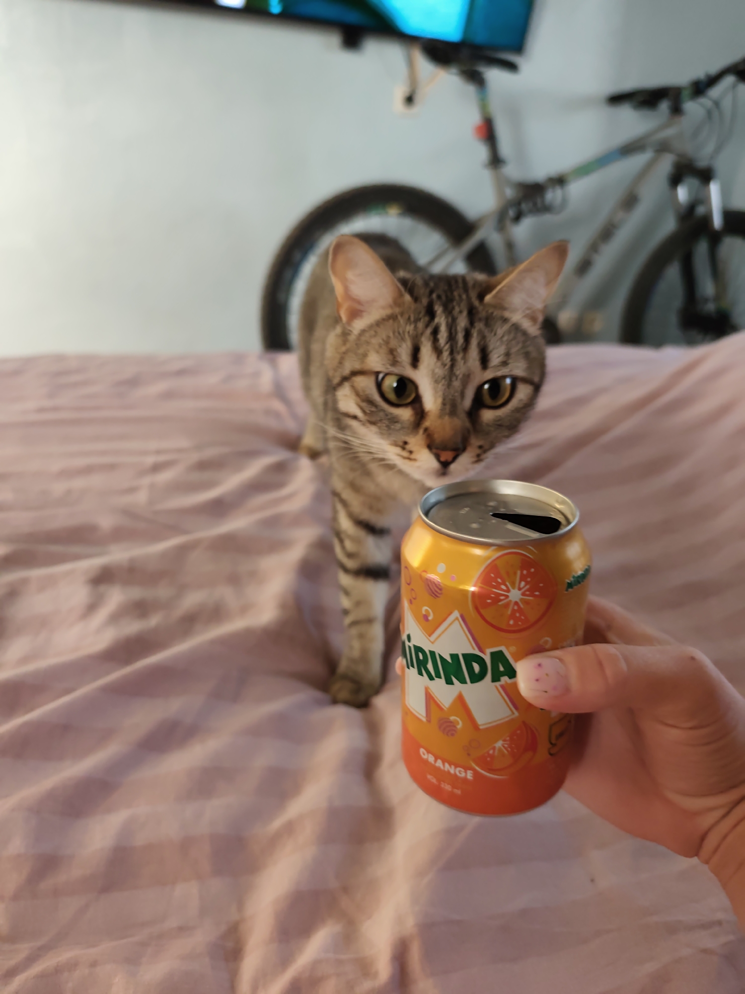 A tan tabby cat is standing on a pink striped bedsheet, facing forward and looking intently at an opened can of Mirinda orange soda being held in a person's hand. In the background, out of focus, is a bicycle and a television. The location is likely indoors. There is no evidence to suggest the location is the city of Chaikovsky, Russia.