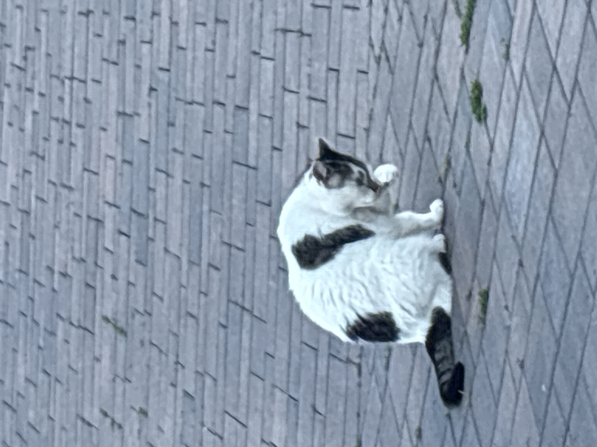 A medium shot captures a white cat with dark brown patches, sitting on a paved surface in Drożki, Poland. The cat is grooming its right front paw with its mouth. The pavement consists of rectangular grey stones arranged in a brick-like pattern. Some sparse green weeds are visible growing between the stones in scattered patches. The lighting suggests it is daytime, possibly overcast.