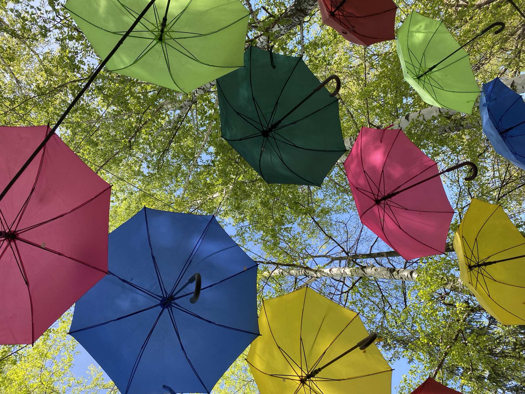 The image is a low-angle shot looking up at a collection of brightly colored umbrellas suspended above a street. The umbrellas are various colors including pink, blue, yellow, green, and red. The background shows a blue sky interspersed with the branches and green leaves of trees. The context indicates this is a street decoration in Izhevsk, Russia.