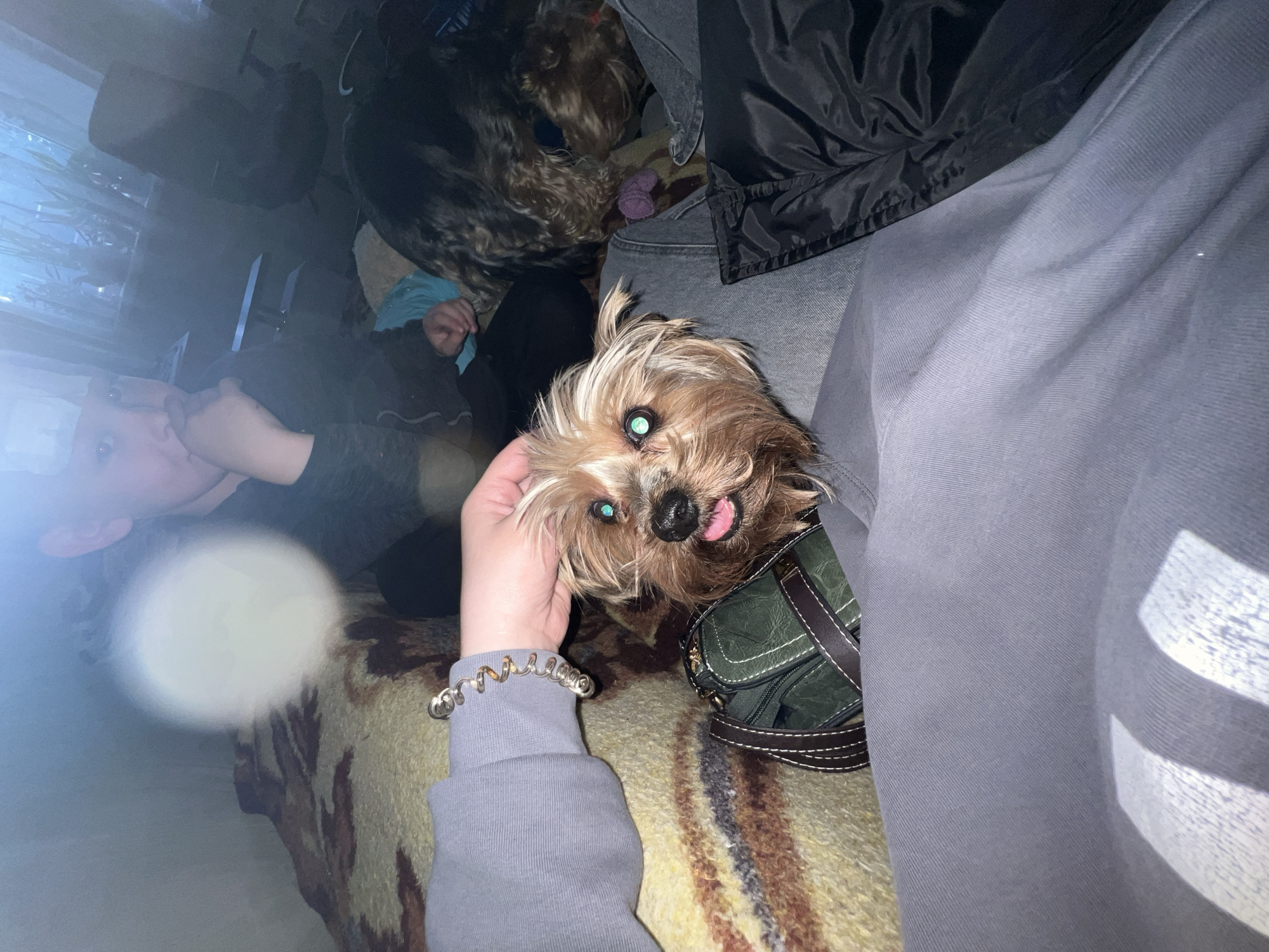 The scene appears to be indoors, likely in a domestic setting. A person's hand is visible, adorned with a silver bracelet, and is petting a small dog, possibly a Yorkshire Terrier. The dog is wearing a green harness with brown straps. Another dog is partially visible in the background, along with what may be a person lying down. A garment, perhaps a jacket, is also in the frame. The location, Rostov-on-Don, Russia, is not verifiable from the visual information.