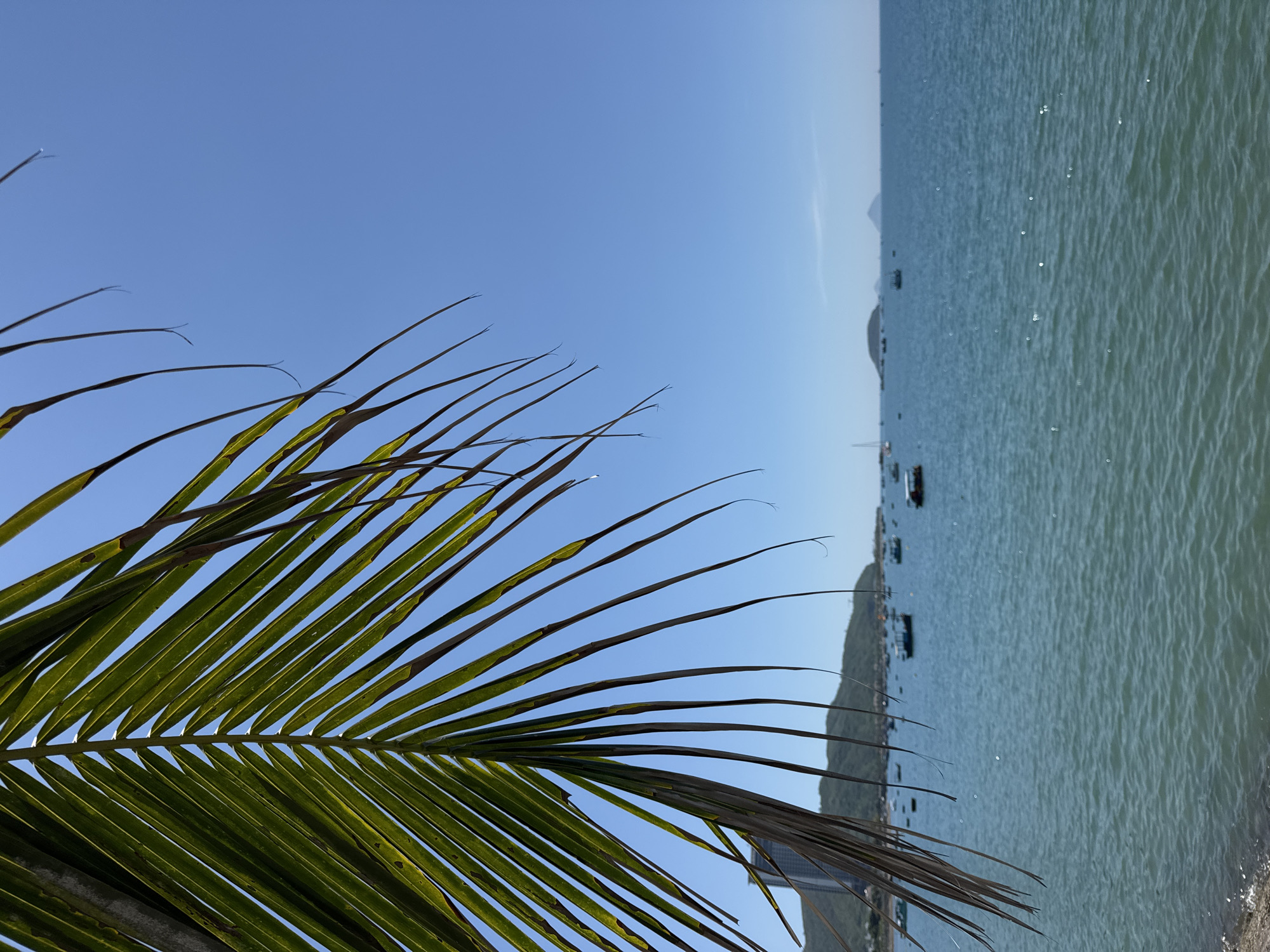 A close-up of a palm frond hangs in the foreground, its green leaves and thin, wispy tips silhouetted against a clear blue sky. In the background, the tranquil turquoise waters of the ocean stretch towards the horizon, dotted with a variety of small boats. A mountainous coastline is visible in the distance, with a tall building on the left side of the frame. The scene appears to be a coastal view in Bac Nha Trang Ward, Vietnam, on a bright, sunny day.