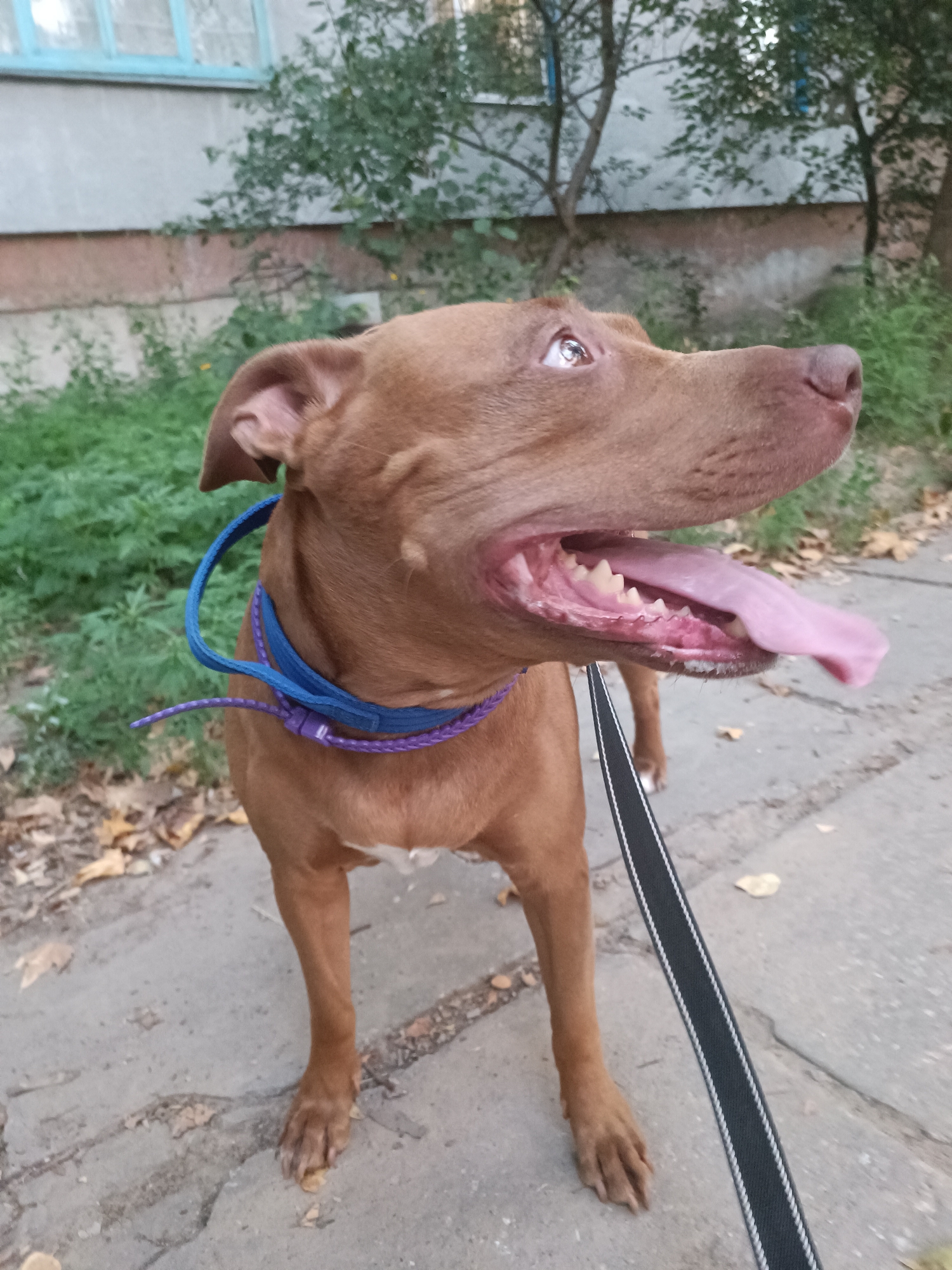 A medium shot shows a brown pit bull dog standing on a concrete sidewalk. The dog is looking to its right with its mouth open and tongue hanging out. It is wearing a blue collar with a purple leash attached. In the background, there is a building with a light blue window and green foliage. The scene appears to be in an urban setting, possibly a residential area in Zaporizhzhia, Ukraine, given the architectural style of the building and the presence of trees and a sidewalk. The ground is covered with fallen leaves, suggesting it might be autumn. The dog's posture and expression suggest it might be panting, possibly due to heat or exertion.