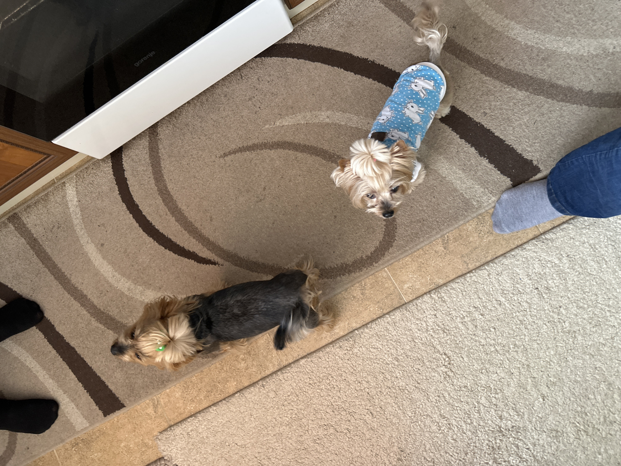 The image presents an indoor scene on a carpet with a swirling brown and beige pattern adjacent to a lighter beige carpet. A section of an appliance with the brand "gorenje" is visible at the top left. Two Yorkshire Terrier dogs are present. One is wearing a blue shirt with a white bunny pattern. An individual is partially visible, wearing a blue jean and grey sock. The location of the image is unknown, and no evidence suggests it is in Montana, Bulgaria.