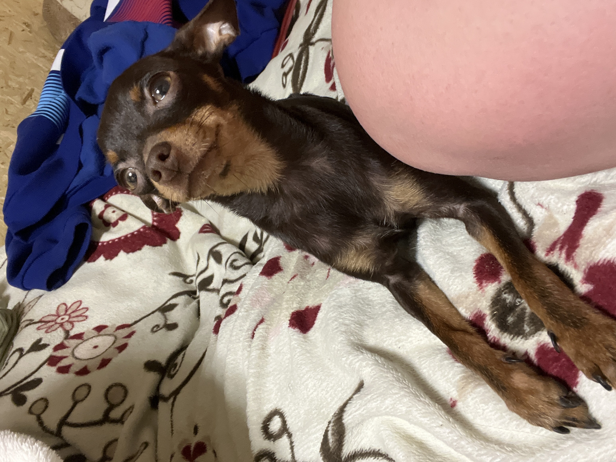 A brown and tan Miniature Pinscher lies on a patterned blanket, with a fleshy pink object (possibly a human body part) visible in the upper right corner. The blanket has a white base and is decorated with a pattern of red floral designs and brown vines. A blue and red garment is draped on the left side of the blanket. The dog is lying on its side, looking directly at the camera with its head tilted. The dog's body is dark brown with tan legs and face. The background is a light-colored wooden wall. The location is given as Chaikovsky, Russia.