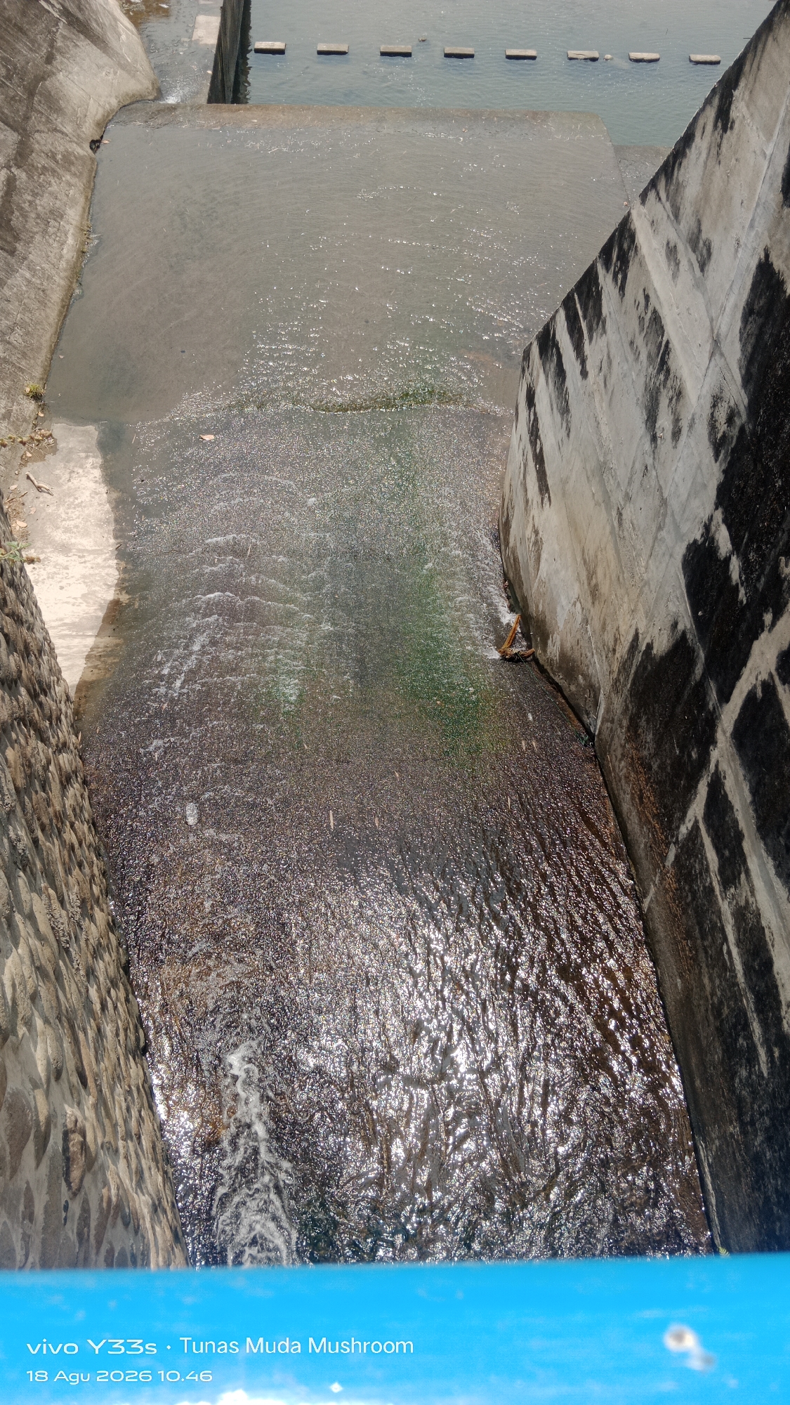 The image captures a view of a water management structure, likely a small dam or spillway, in Tanjung, Indonesia. The structure is made of concrete and stone, with water flowing over a series of steps or ledges. The water is murky and reflects the sunlight, creating a shimmering effect. On the right side of the image, a large concrete wall with dark stains, possibly from algae or water marks, lines the waterway. On the left, a stone wall forms the other boundary. The top of the image shows a wider body of water with rectangular concrete blocks submerged, suggesting a barrier or a deeper pool. A small piece of orange debris is visible in the water near the concrete wall on the right. The bottom of the image displays text overlay indicating "vivo Y33s Tunas Muda Mushroom" and a date and time, "18 Agu 2026 10:46."