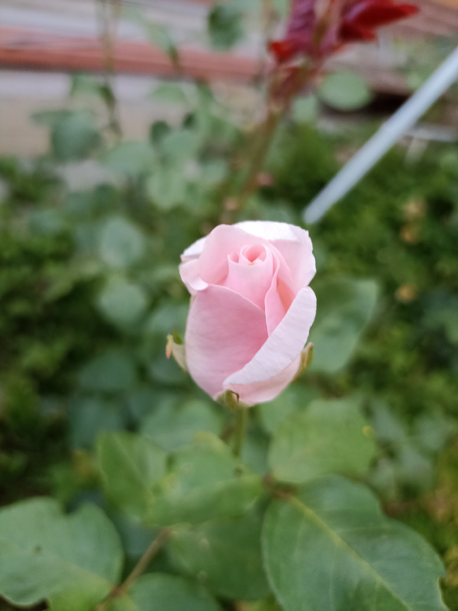A close-up, vertical shot captures a pale pink rosebud as the central subject. The rosebud is partially unfurled, revealing tightly curled petals in the center with more open petals towards the outside. The background is softly blurred, showcasing a rich tapestry of green foliage, suggesting an outdoor garden setting. Hints of red foliage are visible in the upper background, along with a thin, white, diagonal element that could be a stake or a thin branch. The scene lacks any discernible urban elements, people, or specific landmarks to suggest a location within a city.