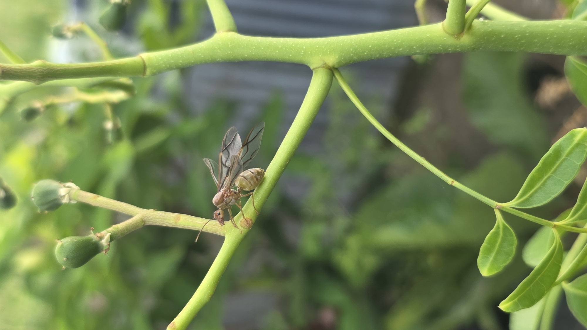 A winged ant rests on a green plant stem. The ant has a light brown body and translucent wings. The plant has small green buds and leaves. The background is blurred. This image was taken in Lhokseumawe, Indonesia.