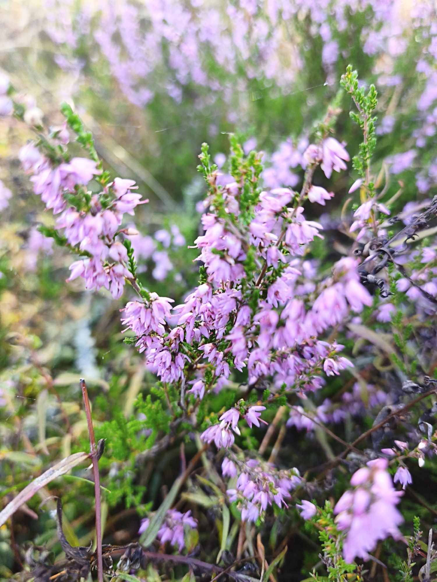 The image displays a close-up view of blooming heather plants. The flowers are small, bell-shaped, and a soft pinkish-purple color. They are clustered densely along the branches of the plants, with delicate green foliage interspersed. Some of the branches appear dry and brown, adding a contrast in texture and color. The background is softly blurred, suggesting a natural outdoor setting with more heather and greenery. A very fine strand of spiderweb is visible in the upper right portion of the image. The scene appears to be a natural patch of heather in a park or natural area in the city of Pedase, Estonia, likely during the blooming season. There are no people or animals visible in the frame.