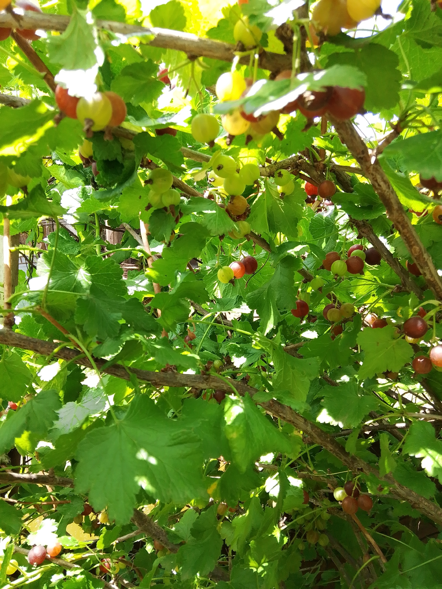 The image shows a close-up view of gooseberry bushes laden with ripening berries in Krasnostepnovskoye, Russia. The berries are a mix of green, yellow, and red, indicating different stages of maturity. Lush green leaves and brown branches create a dense canopy, with sunlight filtering through, casting dappled shadows. The scene appears to be outdoors, likely in a garden or orchard, given the natural setting. There are no people or animals visible in the image, and no specific actions are depicted. The focus is on the fruit-bearing plants and their natural environment.
