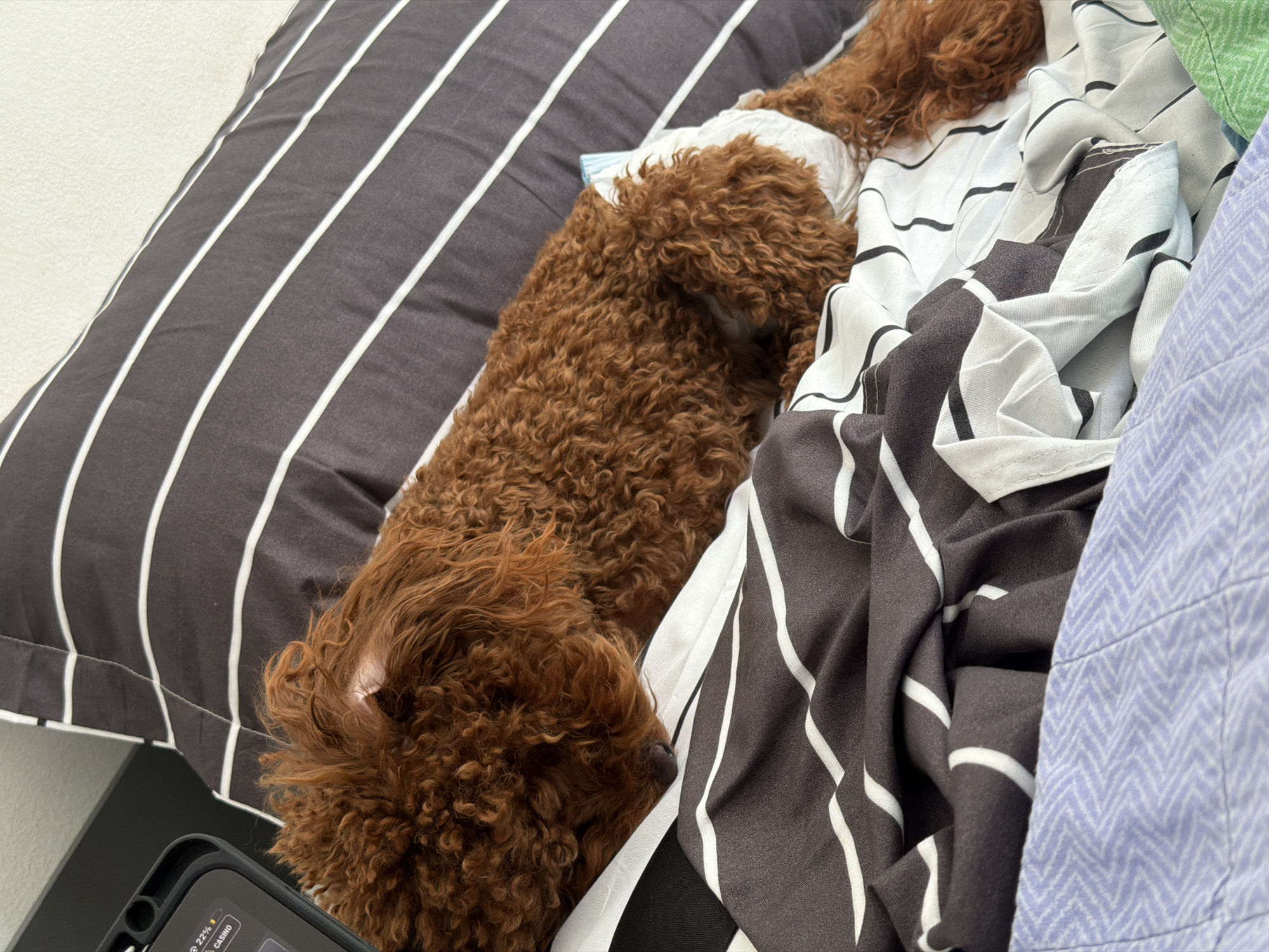 A brown, curly-haired dog, likely a poodle or similar breed, is seen resting comfortably amidst an assortment of bedding in what appears to be an indoor setting, possibly a bedroom in Sofia, Bulgaria. The dog is lying on its side, snuggled into soft fabrics, with its body extending from the left to the right side of the frame. It is wearing a white, disposable-looking wrap or diaper around its hindquarters.
The bedding consists of multiple textiles. A prominent dark gray pillow with thick white vertical stripes is visible on the left and top. Another fabric, light-colored with irregular black stripes, is crumpled around the dog, suggesting a duvet cover or sheet. Further to the right, a folded section of dark gray fabric with white stripes is seen alongside a light blue or lavender fabric featuring a subtle chevron or herringbone pattern. A small segment of a textured green fabric is also visible on the far right.
In the bottom left corner, a dark-colored smartphone in a protective case is partially visible. The screen displays a battery percentage of "22%" and the word "CASINO", suggesting an application or game is open. The overall scene conveys a sense of peaceful relaxation and comfort, with the dog deeply at rest among the soft linens.