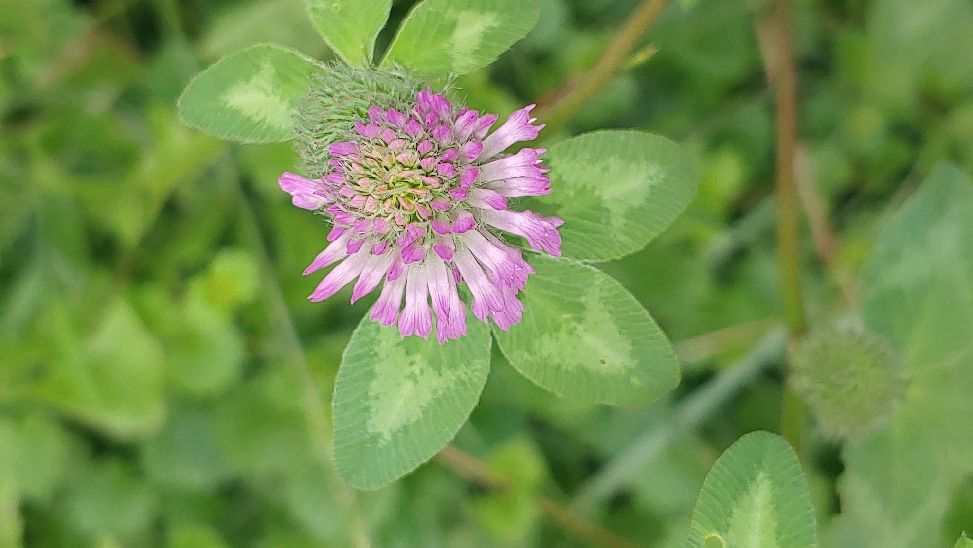 A close-up, top-down view showcases a single, pink clover flower with a feathery, green calyx, set against a blurred backdrop of lush green foliage. The clover bloom is centrally located and in sharp focus, revealing delicate, elongated petals that radiate outwards from a dense, bud-like center. Five prominent, heart-shaped leaves, each with a distinct lighter green pattern, encircle the flower. The overall scene is one of natural beauty, with the vibrant colors and textures of the clover contrasting with the soft, out-of-focus greenery. The image lacks any specific landmarks that would indicate its precise location within the city of Mukachevo, Ukraine.