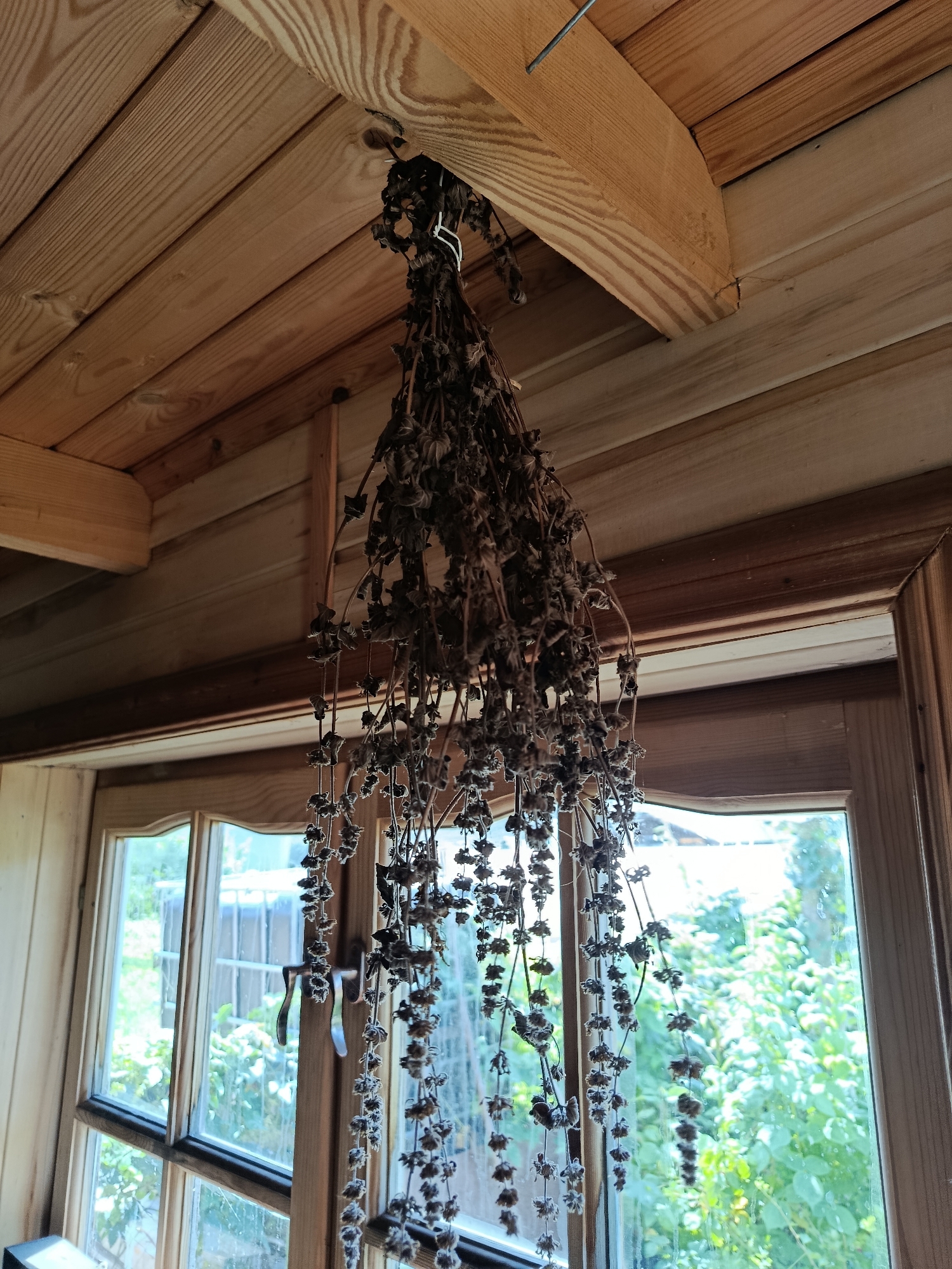 A bunch of dried herbs hangs from the wooden ceiling of a room, suspended by a wire. The herbs are dark brown and appear to be dried flower stalks or seed pods. The room has a rustic interior with exposed wooden beams and planks on the ceiling and walls. A wooden framed window with multiple panes overlooks a lush green garden, suggesting the location is in a natural or semi-rural setting. The overall impression is one of a cozy, traditional space, possibly a dacha or a country house. The city of Верея, Russia is mentioned as the location of this scene.