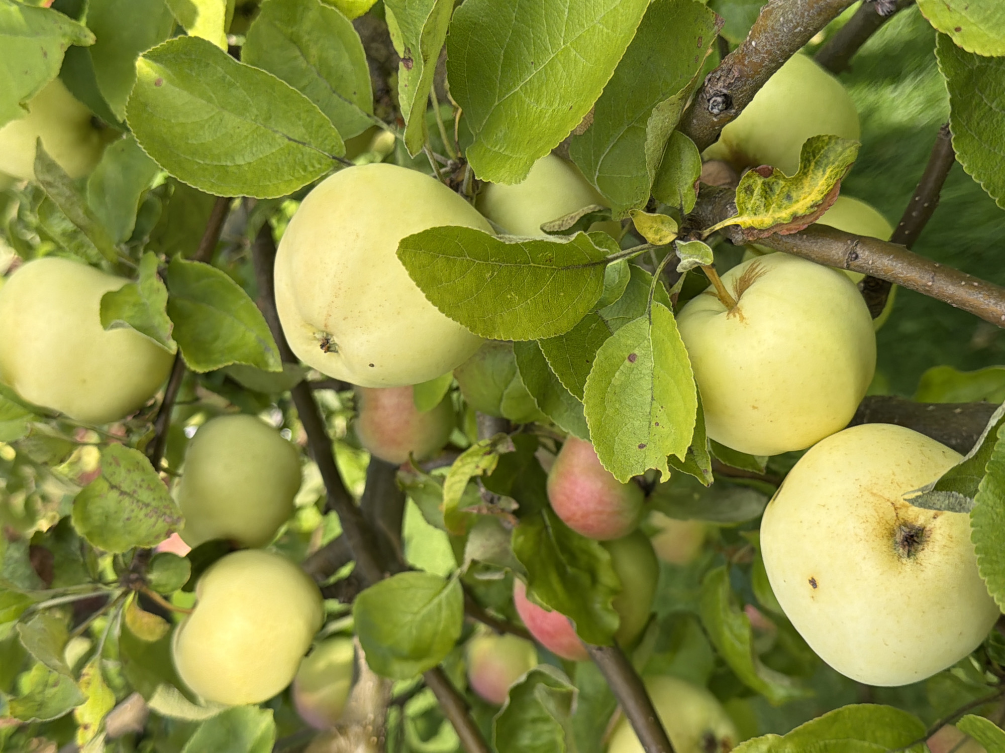 An extreme close-up, outdoor, vertical shot shows several pale yellow apples ripening on the branches of a tree. The apples are round and smooth, with some subtle hints of pink on the skin of a few. Lush green leaves surround the fruit, some showing slight browning or discoloration. The branches are thick and brown, with a rough texture. Sunlight filters through the foliage, creating a dappled effect and highlighting the textures of the leaves and fruit. The scene is devoid of human presence and is set against a softly blurred green background, suggesting a natural, possibly rural, environment. There is no visible indication of Aespa, Estonia, or any urban elements.