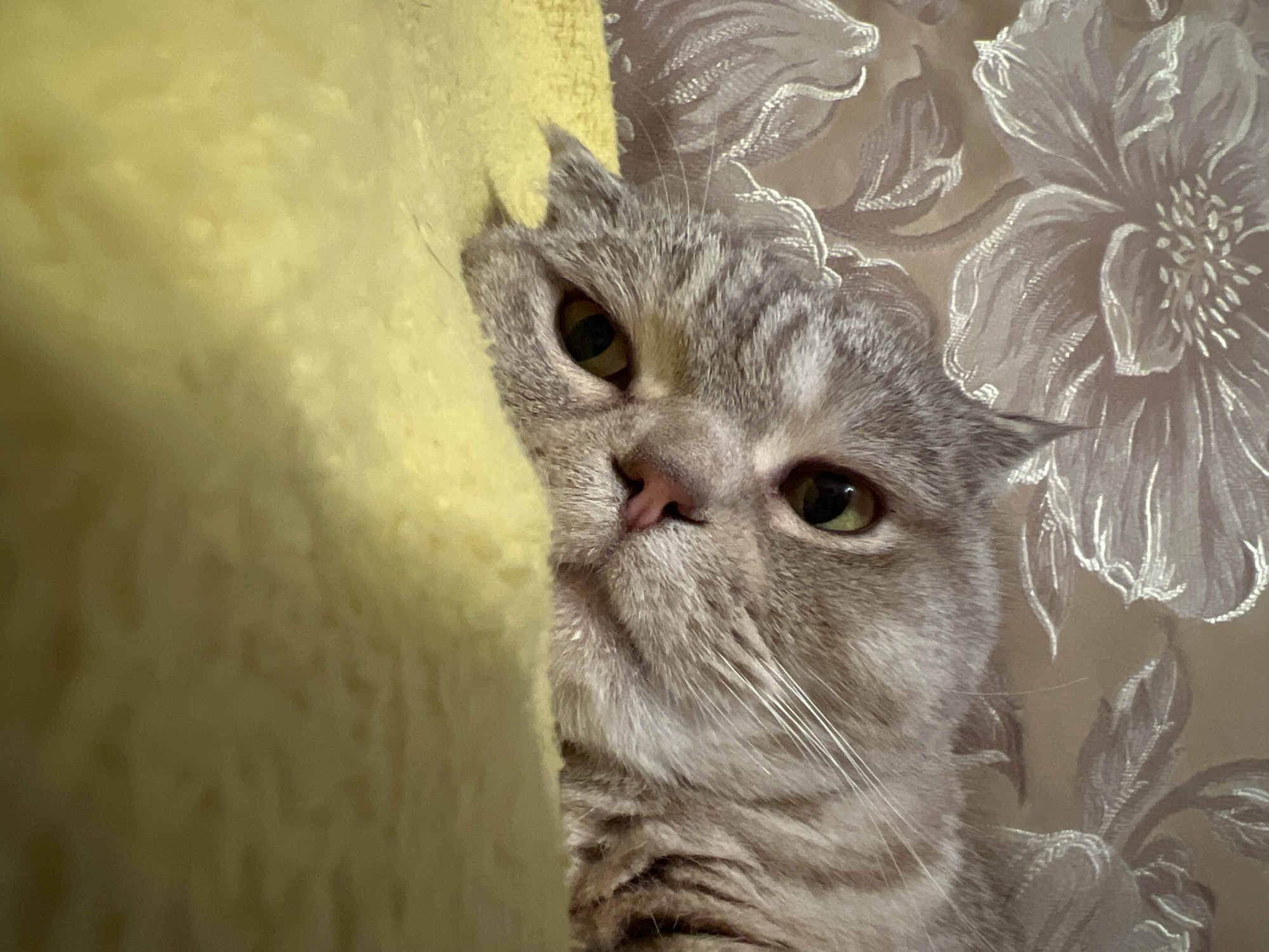 A close-up, slightly low-angle shot features a gray tabby cat partially obscured by a soft yellow object on the left. The cat's head and upper body are visible, with its face bearing a somewhat grumpy expression. Its eyes are green with slightly droopy eyelids. Part of its pink nose is visible. The cat is resting its head against the yellow object. The background consists of a wallpaper pattern of stylized white flowers on a light brown surface. The photo was taken indoors in Chaikovsky, Russia.