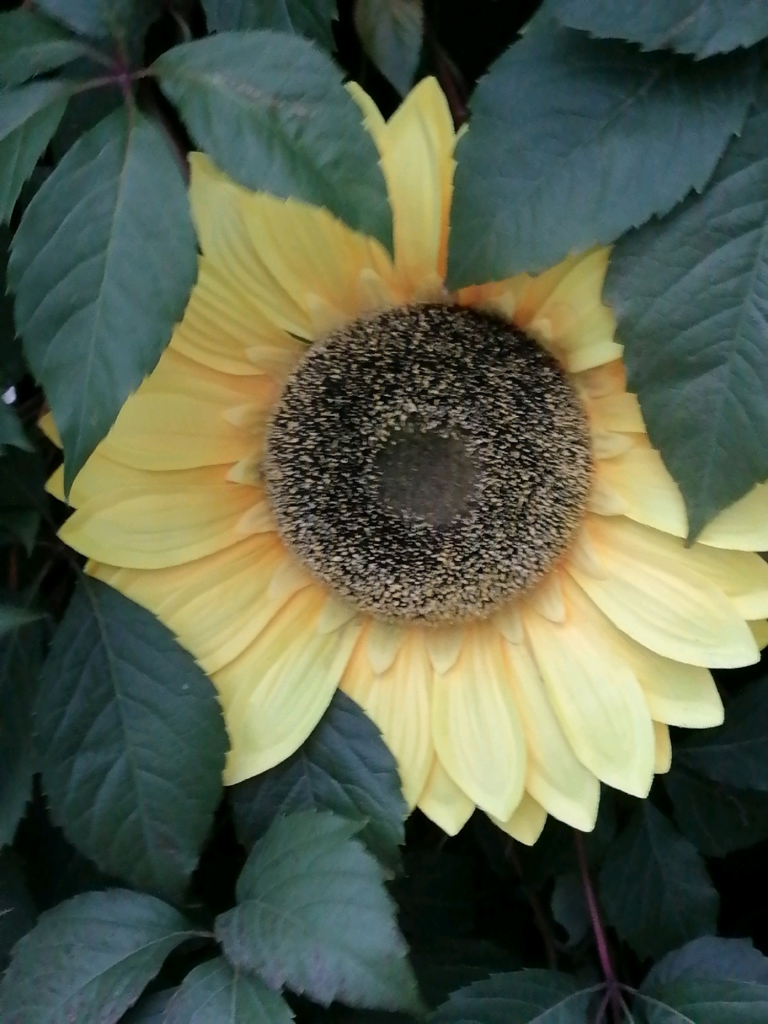 A close-up, slightly low-angle shot captures a large, bright yellow sunflower peeking through dark green foliage. The sunflower's center is a textured, dark brown disc, surrounded by numerous yellow petals. The leaves are large and deeply veined, creating a lush, natural setting. The lighting suggests it is daytime, with some dappled light on the leaves and petals. The image is focused on the sunflower and its immediate surroundings, with no people or animals visible. The background is dark and out of focus, further emphasizing the sunflower. This scene would be consistent with a garden or park in Rostov-on-Don, Russia, given the presence of sunflowers and lush vegetation.