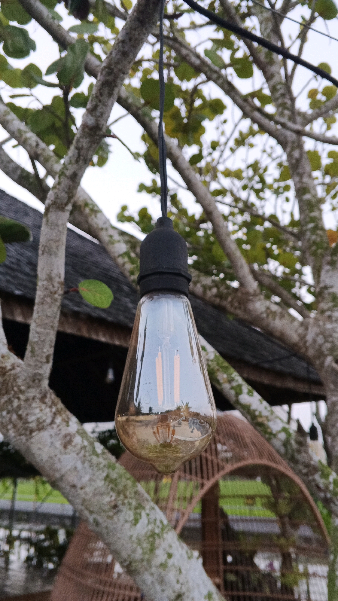 An antique-style Edison light bulb hangs from a black wire, suspended by a tree branch in Minggir, Indonesia. The bulb, made of clear glass with a dark socket, contains visible filaments and reflects the surrounding environment, including palm trees and a thatched-roof structure. The tree branches are covered in moss, and green leaves are scattered throughout. In the background, a woven brown structure, possibly a birdcage or a decorative enclosure, is visible. The scene appears to be outdoors, with an overcast sky suggesting a cloudy day.