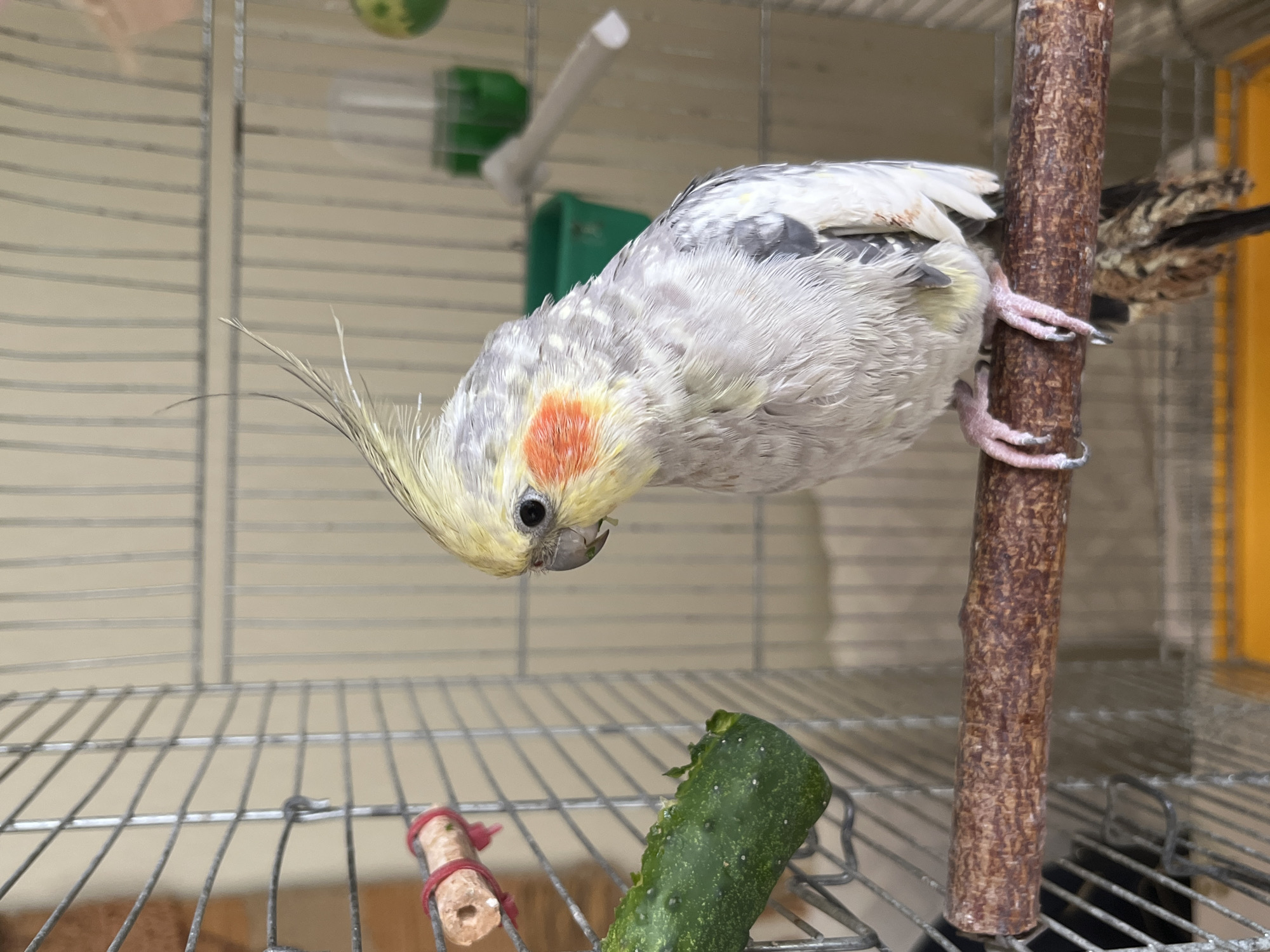 A cockatiel is perched on a wooden dowel inside a birdcage. The bird is mostly white and gray with a yellow crest and orange cheek patches. It is looking to its left, towards a piece of cucumber that is attached to the cage bars with a red string. The bird cage is made of silver metal bars and has a yellow tray at the bottom. In the background, there are green and white objects that appear to be food and water dispensers. The overall environment appears to be indoors. There is no information to determine the location of this image in the city of Korolyov, Russia.