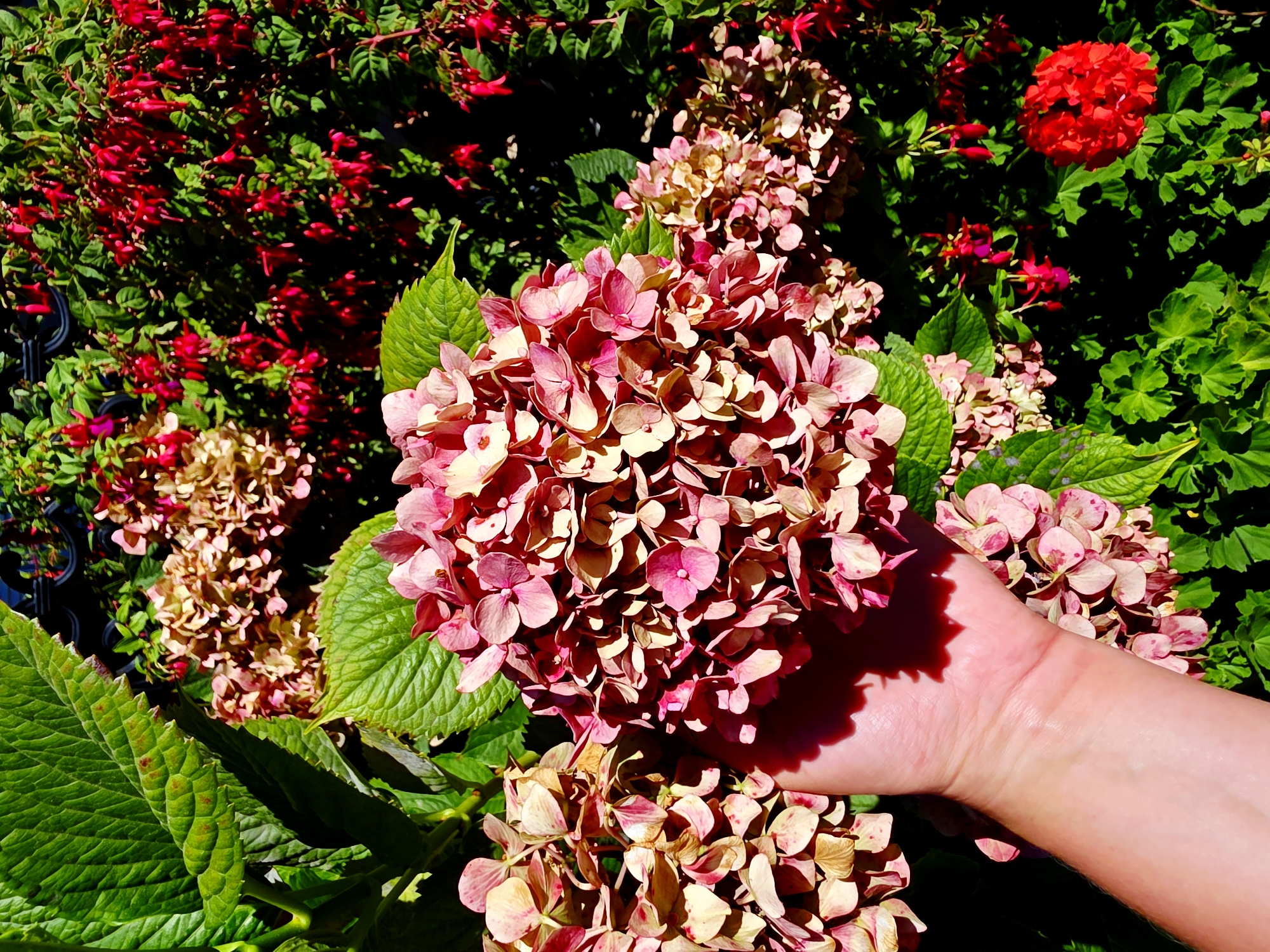 A human hand is visible in the foreground, gently holding a cluster of pink and tan hydrangeas. The hydrangeas are in bloom, with many individual florets forming large, spherical flower heads. Behind the hydrangeas, a dense background of lush green foliage and smaller red flowers creates a vibrant, natural setting. The scene appears to be outdoors, possibly in a garden or park, with bright sunlight casting shadows on the hand and flowers. The location is Elos, Greece.