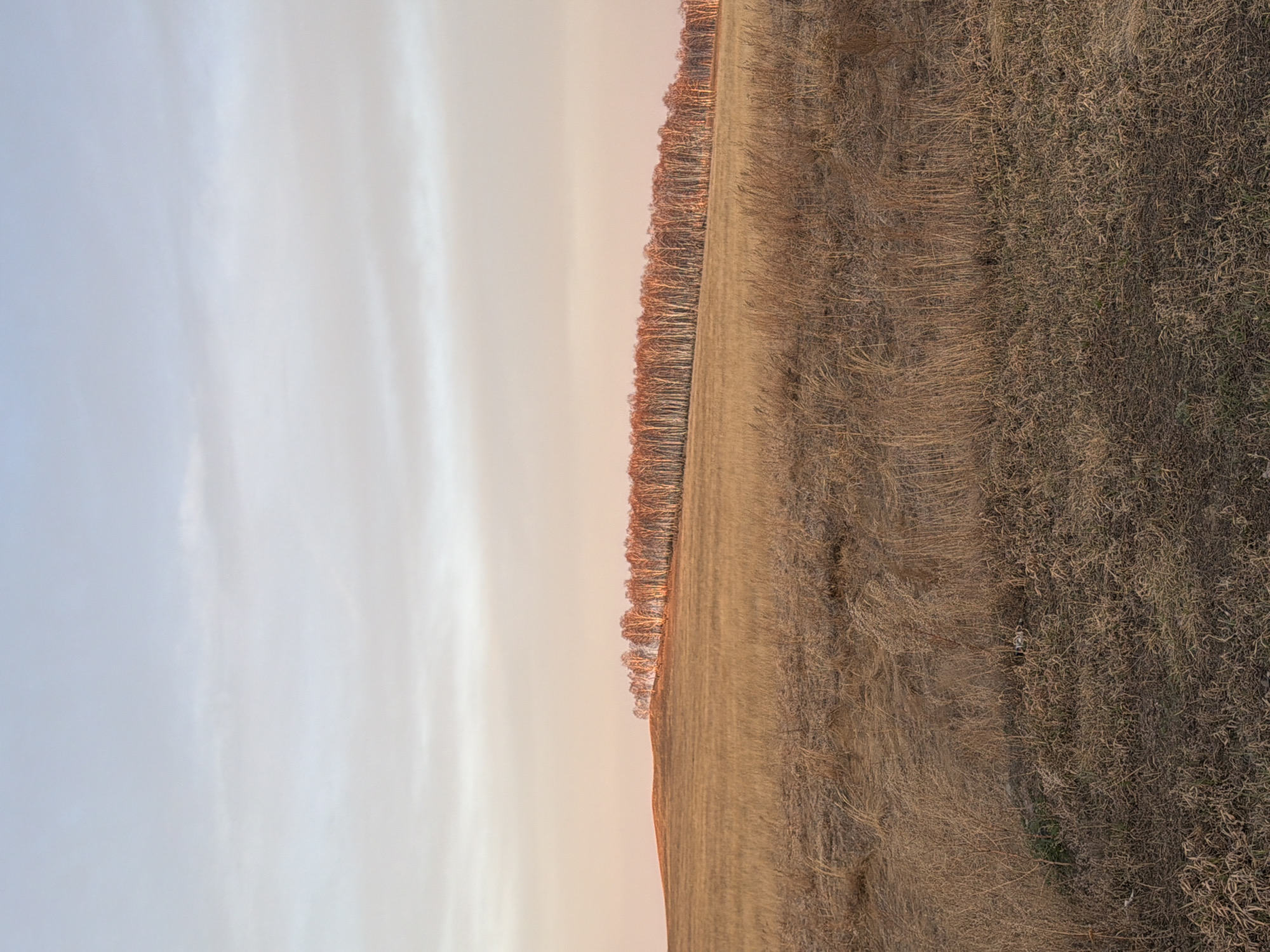 The image shows a landscape view, likely in a rural area near Bazandaikha, Russia. The scene is divided into thirds. The left third shows a sky with pale, soft colors, transitioning from light blue to a muted orange. A line of bare trees runs along the middle third of the image, separating the sky from a field of dry, brown grass covering the remaining third of the image. The texture of the grass is coarse and uneven, indicating dry or dead vegetation. The lighting suggests either sunrise or sunset.