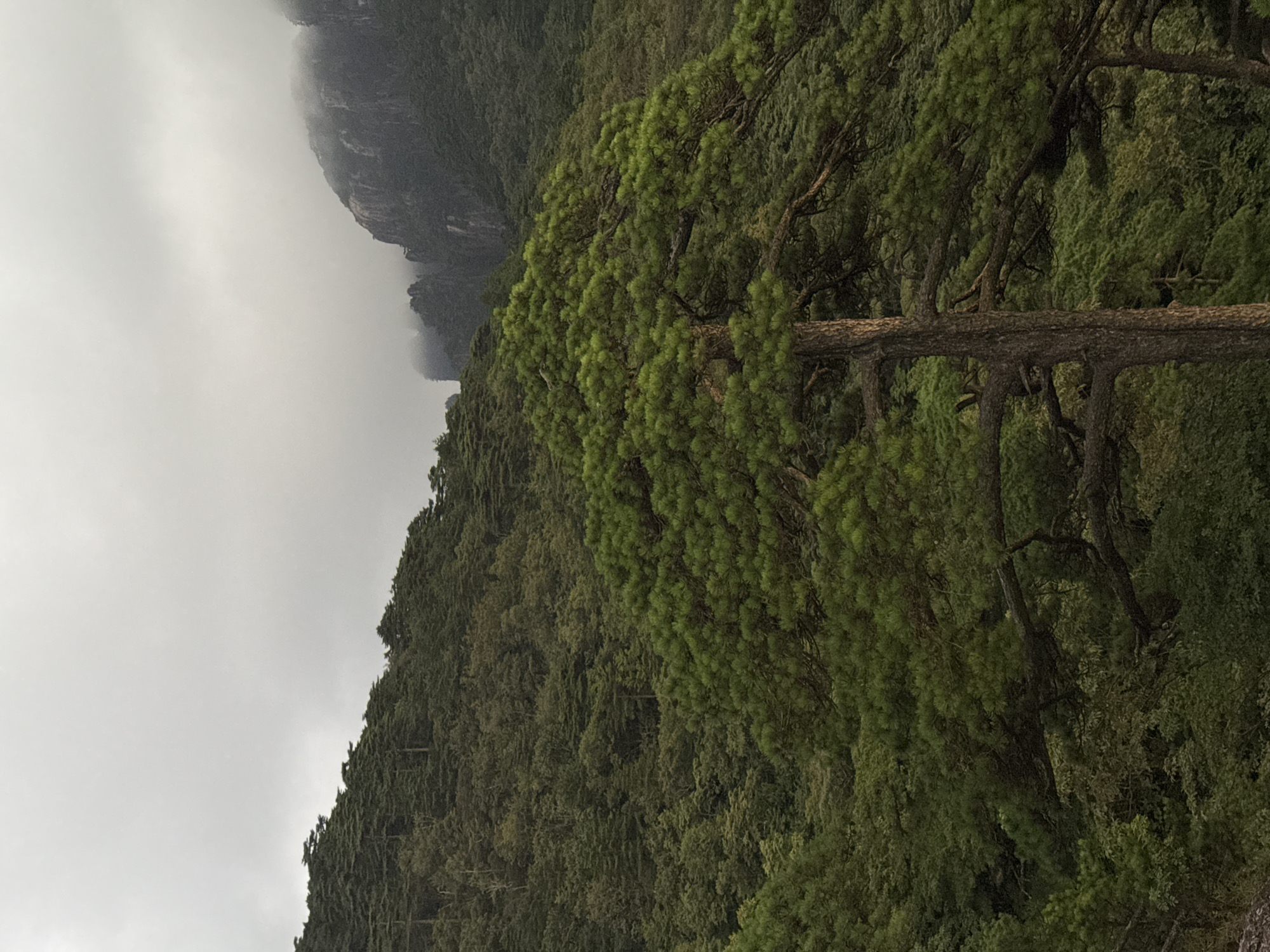 This is a vertical, medium shot image taken on a cloudy day in Huangshan District, China. In the foreground, a large pine tree with a thick trunk and widespread branches dominates the lower half of the frame. Its needles are a vibrant green, contrasting with the muted tones of the surrounding landscape. Behind the pine tree, a dense forest covers a steep hillside, with varying shades of green indicating different types of trees and foliage. The forest extends upwards towards the background, where jagged mountain peaks are visible, partially obscured by mist and clouds. The overall atmosphere is serene and somewhat dramatic due to the misty mountains and the overcast sky.