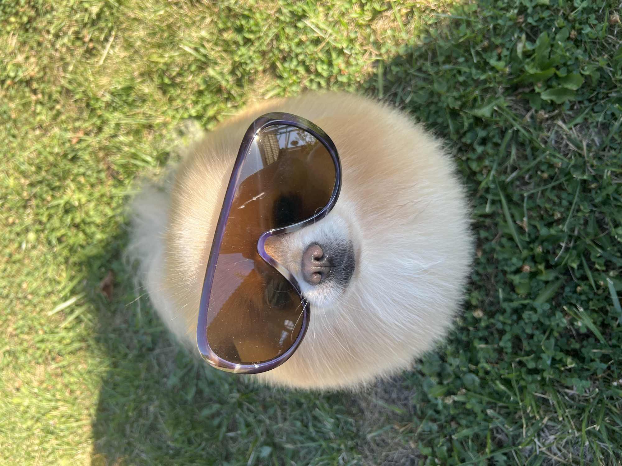 A Pomeranian dog wearing oversized sunglasses sits on green grass in Pysarivka, Ukraine. The dog's face is the primary subject, with the sunglasses obscuring its eyes. The background consists of sunlit grass with shadows cast by an unseen object. The image is taken from a high angle, looking down at the dog.