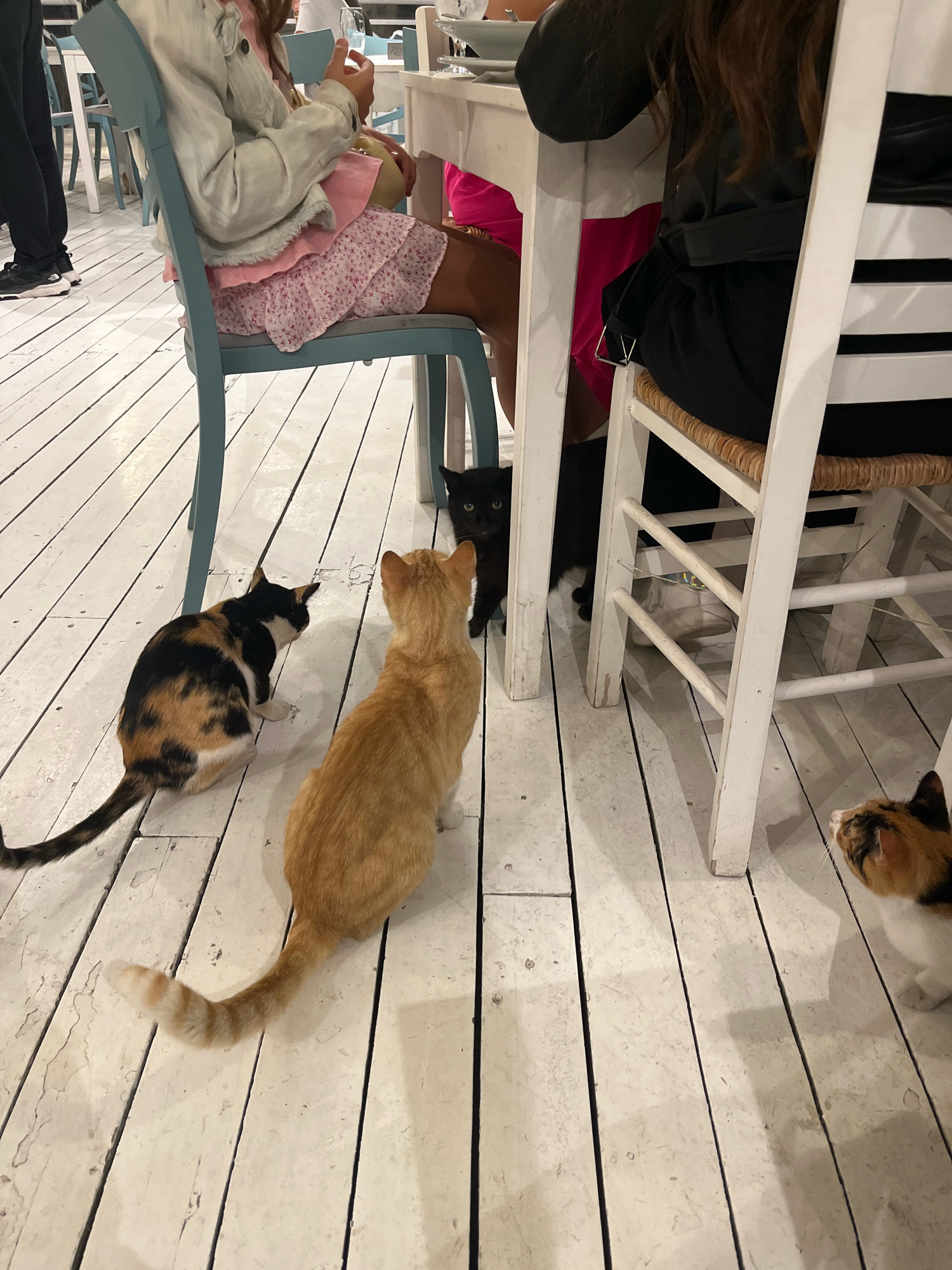 A low-angle, medium shot captures a group of cats gathered on a white wooden floor beneath a table and chairs. In the foreground, an orange tabby cat faces away from the camera, its tail curved upwards. To its left, a calico cat with black, orange, and white markings is crouched, also facing away. Further back and to the right, a black cat peeks out from under the table. On the far right, another calico cat, facing away from the camera and looking to the right, is partially visible. Two people are seated at the table; one, on the left, wears a light-colored jacket over a pink dress, and the other, on the right, is dressed in black. The setting appears to be an outdoor seating area of a restaurant in Varna, Bulgaria, characterized by the rustic white-planked floor and light-colored wooden furniture.