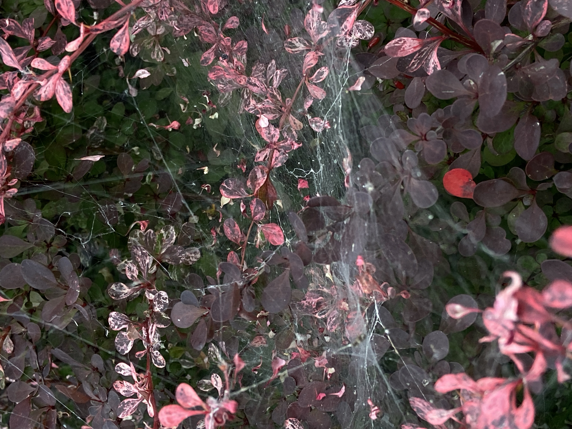 A close-up, high-angle shot captures a dense thicket of Japanese barberry bushes, their dark purple and variegated pink-and-white leaves forming a rich backdrop. Delicate, almost translucent spiderwebs are draped across the foliage, catching the light and adding a shimmering layer to the scene. The webs are intricate, with many fine strands crisscrossing between the leaves and branches, suggesting recent activity. Some of the leaves appear to have a matte finish, while others have a slight sheen. The overall impression is one of natural, undisturbed growth, with the spiderwebs indicating a small ecosystem at work within the garden. There are no people or animals visible in the image. The background is a blur of dark green, indicating more foliage behind the main subject.