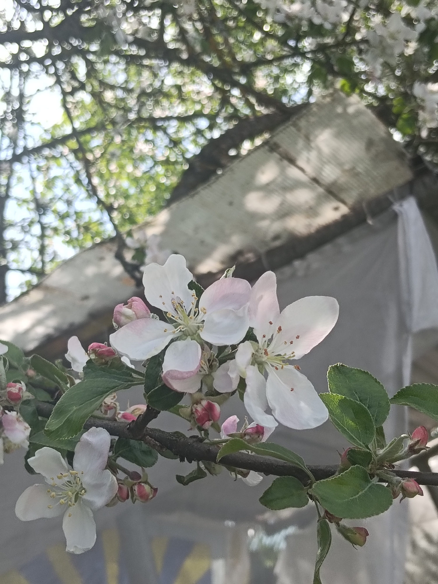 A close-up shot reveals the delicate blossoms of an apple tree, their petals a soft blend of white and pale pink. The flowers and buds are attached to a brown branch with green leaves. The background is a blur of foliage and a corrugated metal or plastic structure, with a white sheet partially visible. In the background, out-of-focus green leaves and blurred white blossoms suggest a tree canopy. While the location is mentioned as Красный Маяк, Russia, there's no direct visual evidence in the image to confirm this.