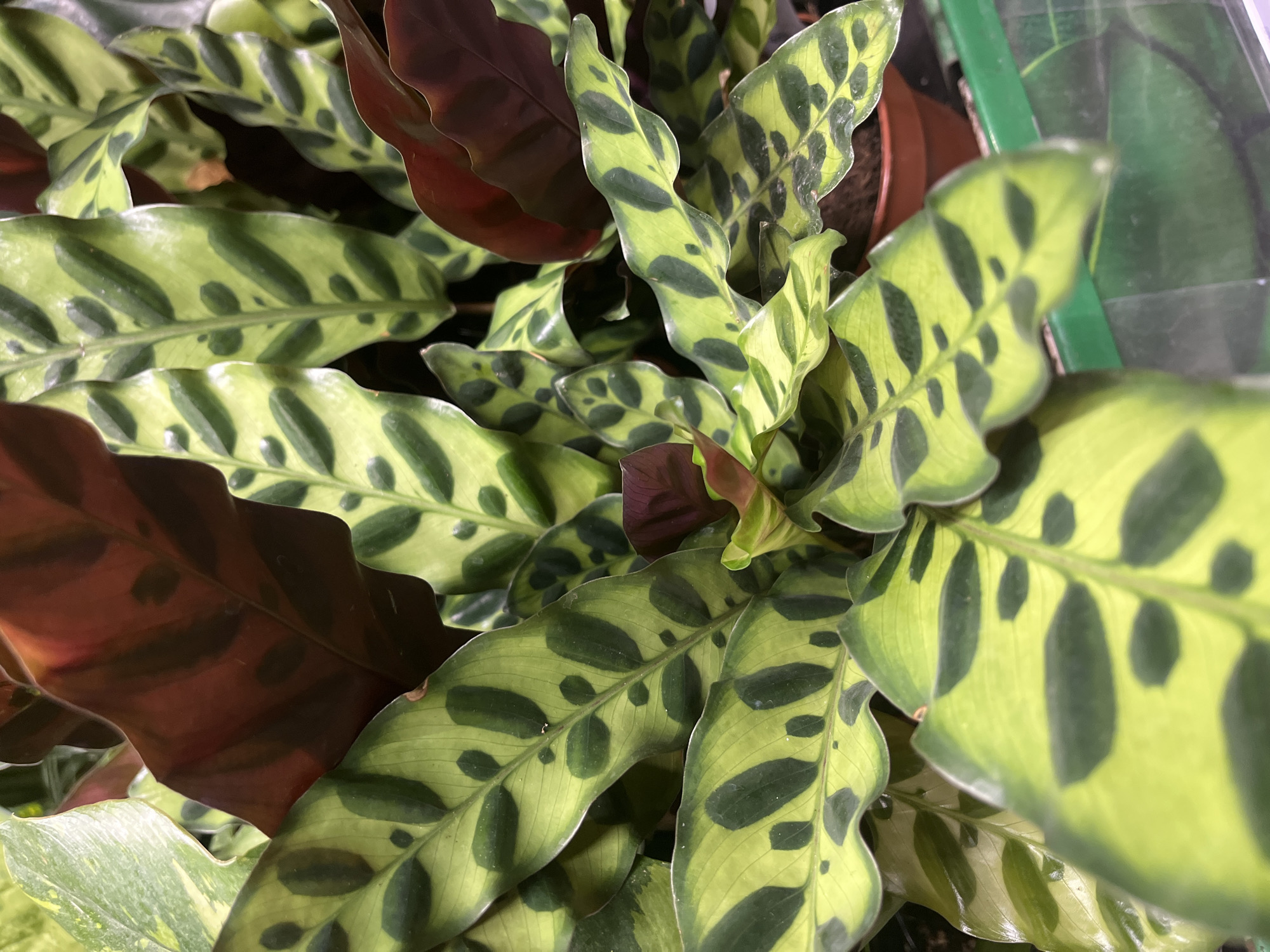 This is a close-up, overhead shot of a Rattlesnake Calathea plant. The plant has long, lance-shaped leaves with a vibrant pattern of dark green splotches on a lime green background. The undersides of some of the leaves are a deep burgundy color. The leaves are wavy and have a slight ripple to their edges. The plant appears healthy and is densely packed. The lighting suggests it is indoors, possibly in a greenhouse or a well-lit room, as there are reflections visible on the upper right side, hinting at a glass enclosure or reflective surface. There are no people or animals visible in the image. The background is blurred, showing glimpses of a brown pot and a green vertical element that could be part of a shelf or support structure. The image is focused on the intricate patterns and textures of the plant's foliage. There is no visible text in the image. The scene is serene and focuses solely on the natural beauty of the plant.