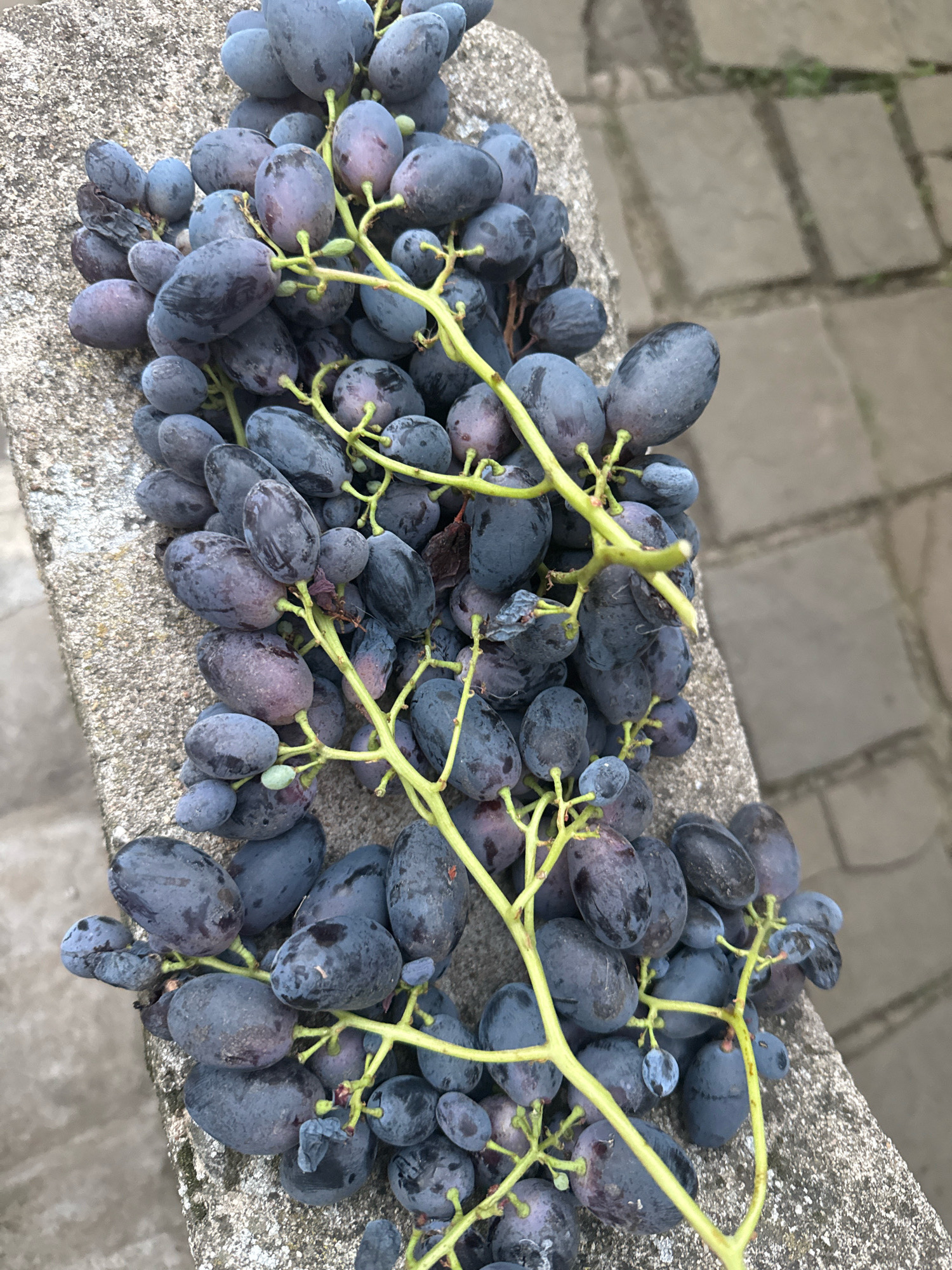 The image shows a close-up, overhead view of a bunch of dark purple grapes resting on a textured concrete surface. The grapes are clustered together on green stems and are varied in size and shape, with some appearing slightly wrinkled or bruised. The concrete surface is rough and appears to be outdoors, with a blurred background of grey cobblestones or pavers. The lighting suggests it is daytime, with soft shadows. The specific location in the city of Ekzarh Antimovo, Bulgaria, is not discernible from the visual information provided in the image. There are no people, actions, or interactions depicted.