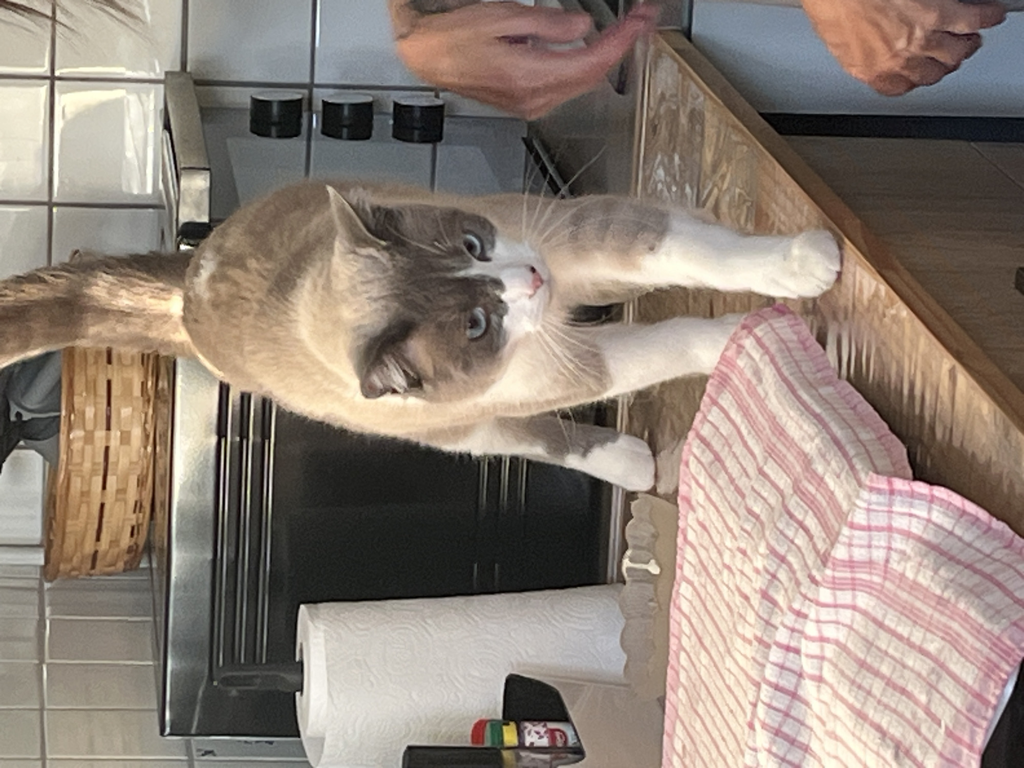A tan and gray cat with blue eyes stretches its paws onto a wooden counter next to a pink and white striped dish towel. The counter is next to a silver range hood with black knobs. A roll of paper towels and various small items are visible beneath the range hood. Two human hands are visible above the cat and the counter. The location is indeterminate; there is no evidence to indicate this image was taken in Montélimar, France.