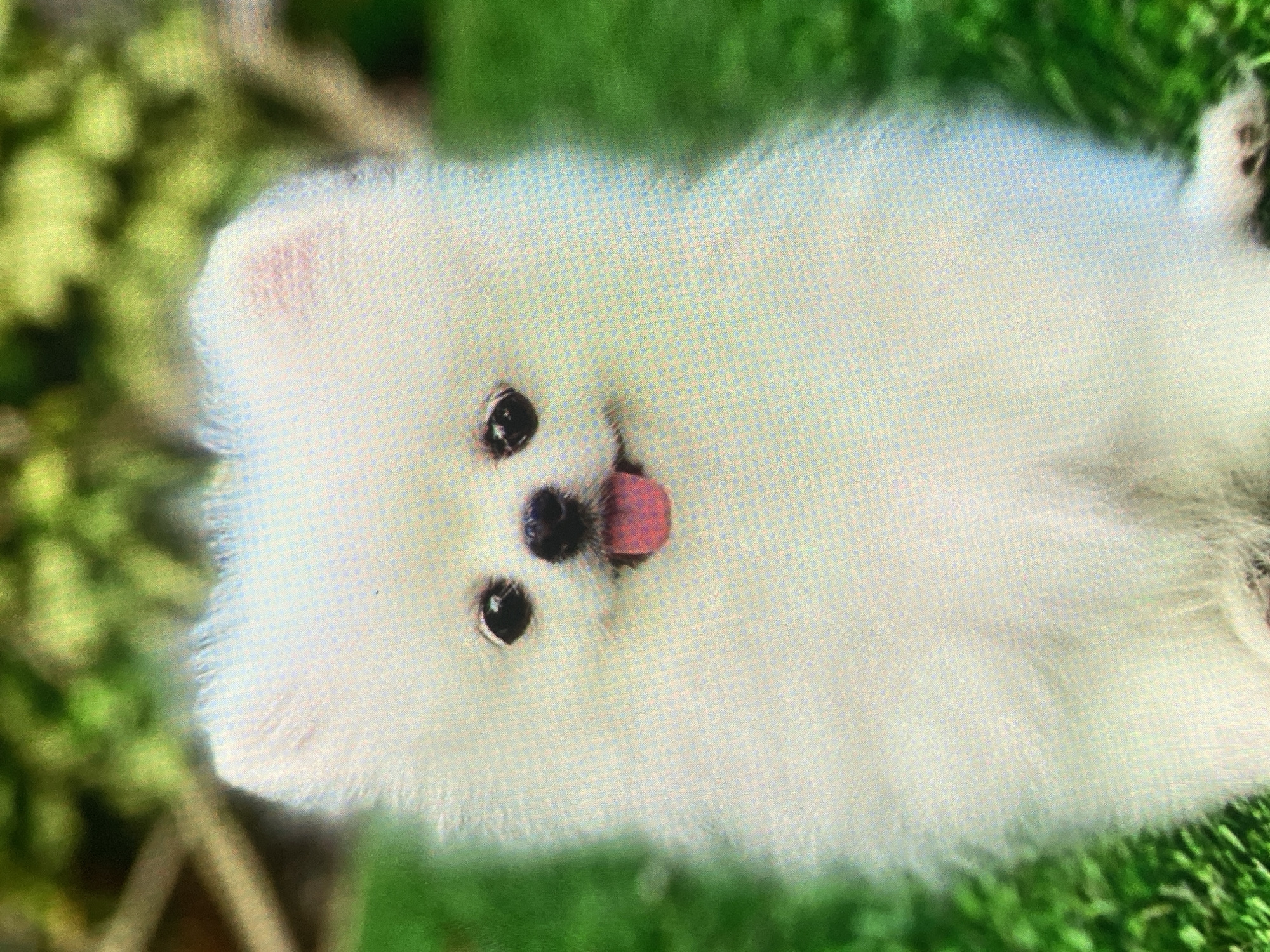 The image shows a close-up, head-on, medium shot of a fluffy white Pomeranian puppy sitting outdoors. The puppy has dark, round eyes, a small black nose, and its pink tongue is sticking out. The background is blurred, with green grass in the foreground and out-of-focus foliage and branches behind the dog. The image does not contain any information about the city of Ustyvytsia, Ukraine, or any urban elements.