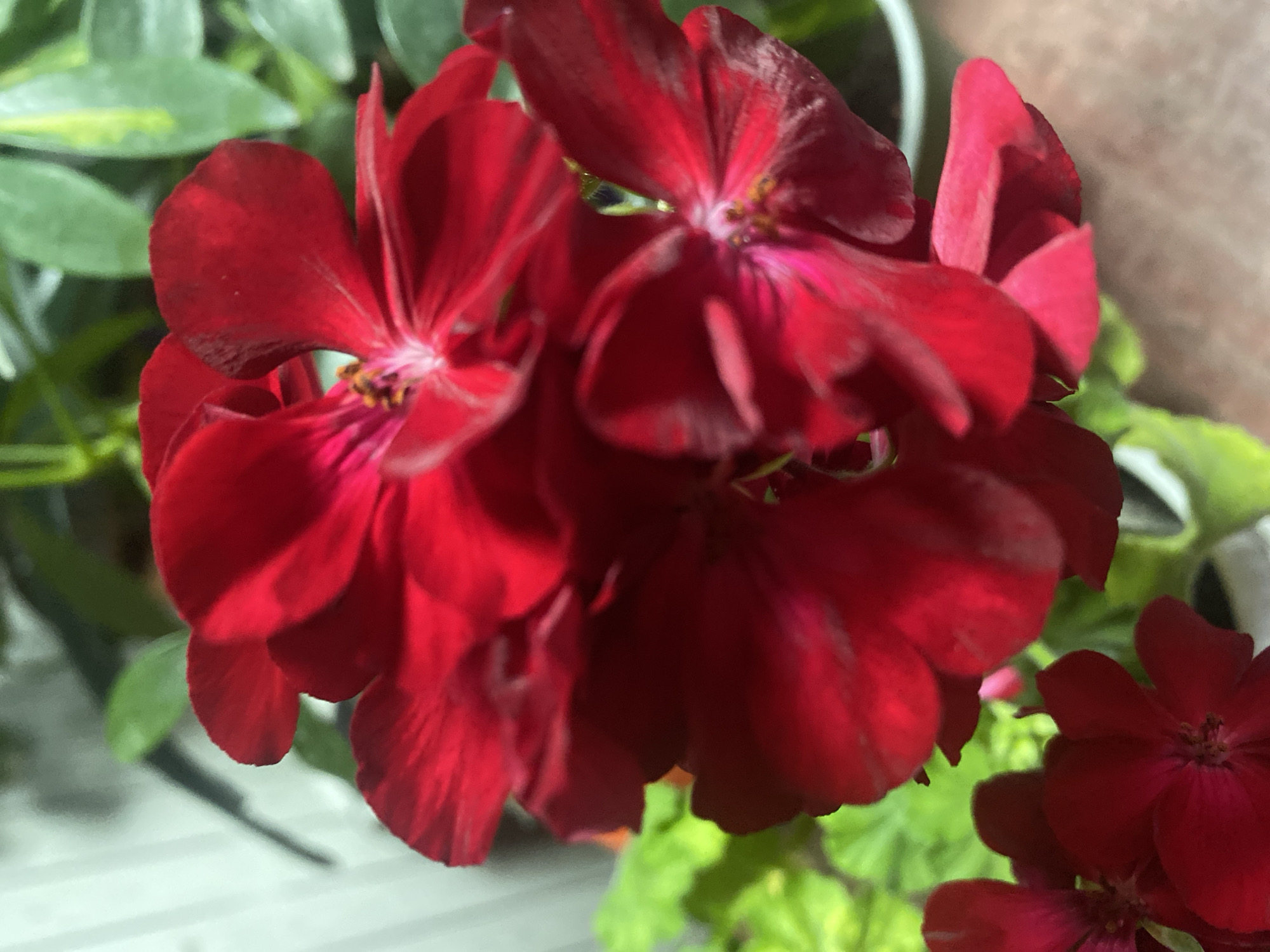 The image displays a close-up view of several vibrant red geranium flowers, likely in a domestic setting. The flowers are in various stages of bloom, with some fully open and others still developing. The petals are rich in color, with hints of darker red and some lighter pinkish hues. The center of the flowers reveals stamen, typical of geraniums. Green foliage is visible in the background, suggesting the plants are healthy and well-maintained. The lighting appears to be natural, casting soft shadows and highlighting the texture of the petals. The overall impression is one of natural beauty and tranquility. The image does not provide any specific visual cues to determine its location within the city of Otaci, Moldova.
