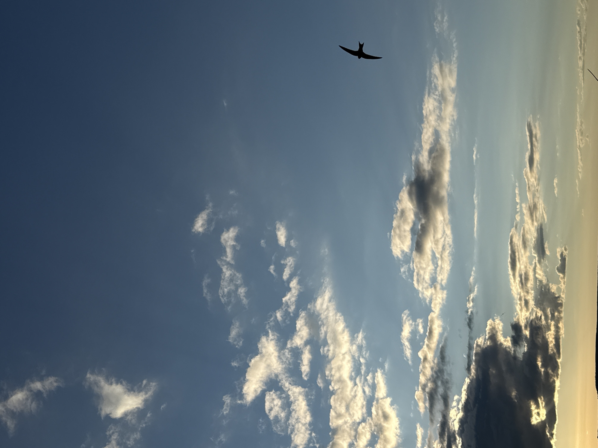 A single bird, silhouetted against a bright blue sky with scattered white and grey clouds, is in flight. The bird appears to be a swift, with its distinctive forked tail visible. It is positioned in the upper right quadrant of the image. The lower portion of the image shows a sliver of land, likely a horizon, under the expanse of the sky. The lighting suggests it is either early morning or late evening, with the sun casting a warm glow on some of the clouds. The scene is outdoors, with no specific landmarks visible that would definitively place it in Votkinsk, Russia.