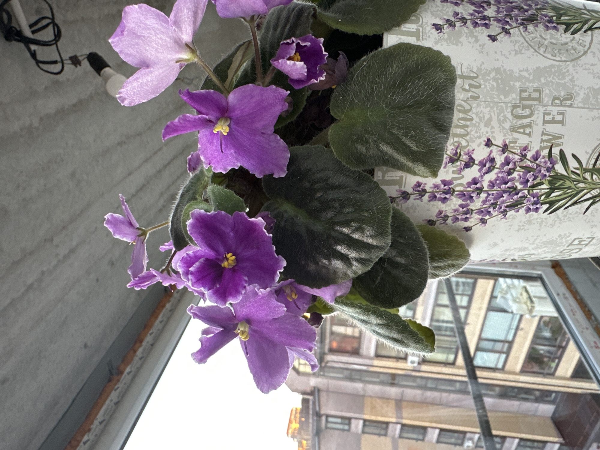 A close-up shot showcases several vibrant purple African violet flowers in bloom, set against a blurred background. One of the flowers, in the lower left of the frame, is particularly prominent, with delicate, ruffled petals and a bright yellow center. Its stem is adorned with fuzzy green leaves, also characteristic of the plant. To the left of the flowers, a grey, textured surface is visible, with what appears to be an electrical cord and a lightbulb hanging from it, possibly indicating an indoor setting or a covered outdoor area.
In the upper right portion of the image, a decorative pot with a pattern of lavender sprigs and text can be seen. The text, though partially obscured and somewhat blurry, includes the words "VINTAGE" and "FLOWER." The background of the image reveals a reflection or view of buildings, suggesting an urban environment. The buildings are light-colored with numerous windows, some of which reflect a bright, overcast sky, hinting at daytime. The overall impression is one of domestic beauty, with the colorful flowers providing a focal point.