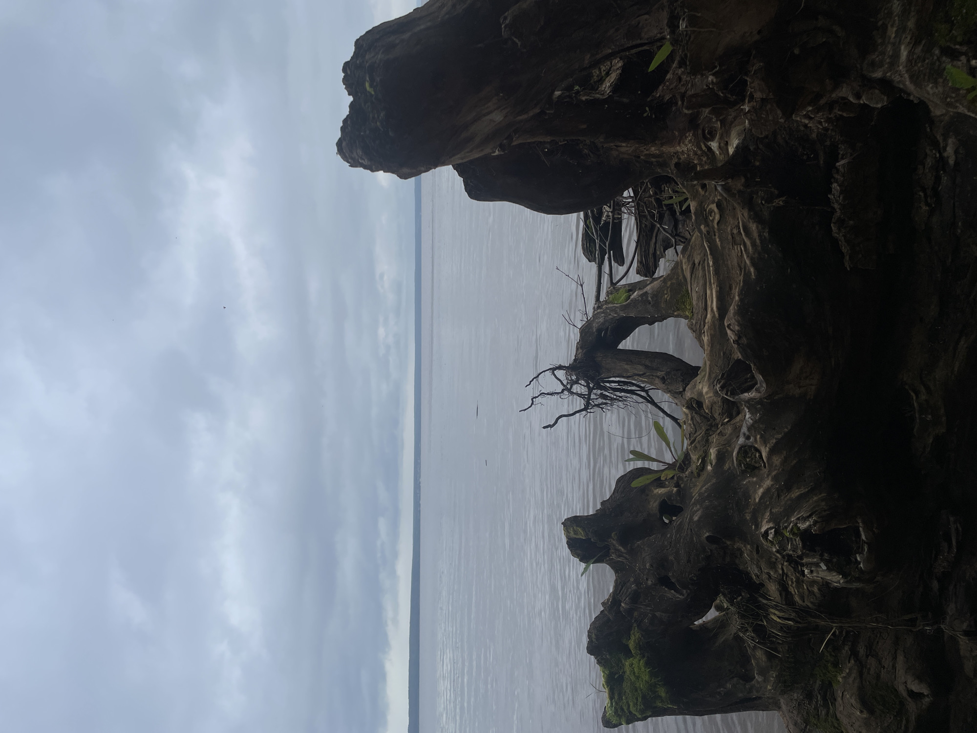 A still, overcast day at the confluence of rivers in Ikskoe Ust'e, Russia, is captured from a low angle. The foreground is dominated by the gnarled, dark shapes of driftwood. One large piece on the right is a dark brown, rough texture with vertical lines and protrusions. To the left, another piece of driftwood is partially obscured by shadow, featuring mossy patches, small green shoots, and a hole. Roots and smaller branches protrude from these wooden structures.
Beyond the driftwood, a vast body of calm water stretches to the horizon. The water is a muted grey-blue, reflecting the overcast sky. A thin, dark line, possibly distant land or trees, marks the horizon. The sky above is a uniform, cloudy grey, with occasional lighter patches and a few faint, distant specks that might be birds. The overall mood is somber and natural. There are no people or animals visible in the image.
