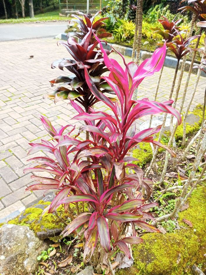 The scene is located in Kanand, India. The image depicts a cultivated outdoor area featuring a prominent cluster of Cordyline plants in the foreground. The central plant exhibits vibrant fuchsia-pink and reddish-purple leaves with some green variegation. To its left and behind, additional Cordyline plants with darker, reddish-brown foliage are visible. The ground on the right side of the frame is covered with green moss, soil, and small rocks. Several slender, bare plant stalks rise vertically from the ground on the far right. A light-colored, interlocking paver pathway, arranged in a herringbone pattern, occupies the left side of the frame and recedes into the background. The lower left foreground contains moss-covered rocks and scattered dry leaves. In the distant background, blurred green trees and foliage are visible beyond the paved area. No individuals or specific actions are depicted.