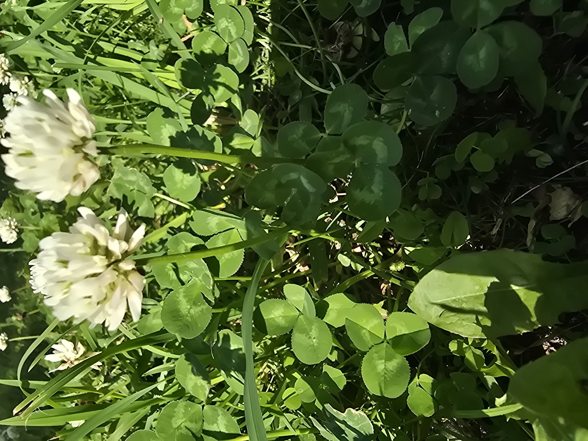 The image depicts a close-up view of white clover flowers and leaves in a grassy area, likely a park or garden. Two prominent white clover flower heads are visible, one slightly out of focus in the foreground and another sharper one behind it. The leaves are a vibrant green, with the characteristic three-lobed shape of clover. Sunlight illuminates the scene, casting shadows on the leaves and highlighting the textures of the petals and foliage. The background is a blur of green grass and other plants, suggesting an outdoor, natural setting. There are no people or any man-made objects visible in the image. The scene is one of natural growth and sunlight.