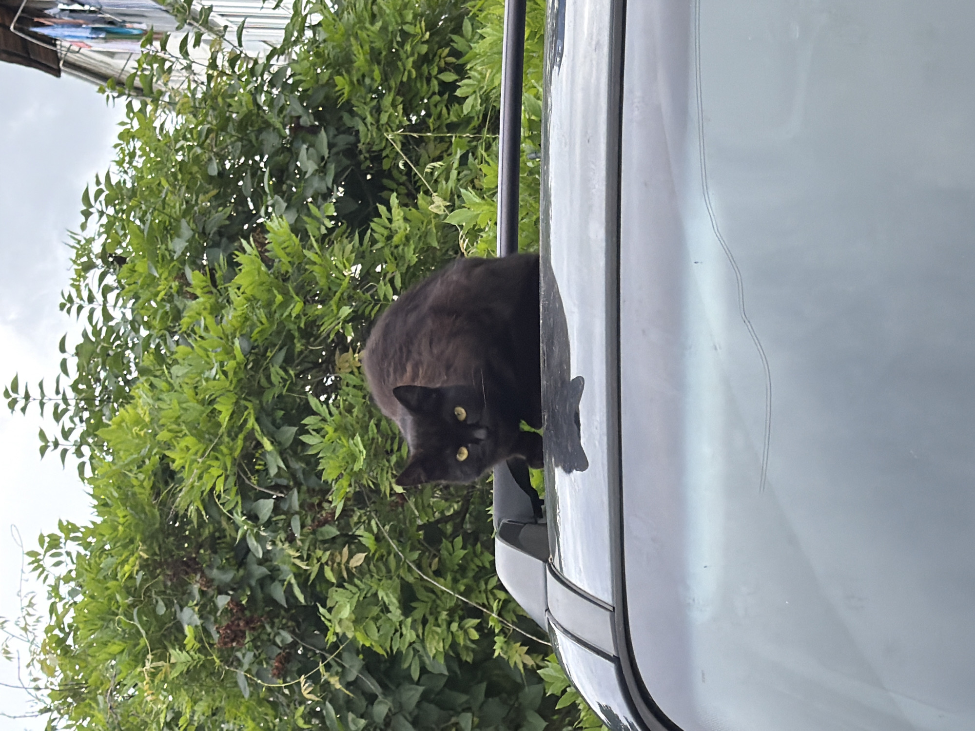 A black cat with yellow eyes is sitting on the roof of a light gray car. Behind the car, there is a green tree. The image appears to be taken outdoors in Beryozovy, Russia. In the upper left, a building is partially visible. The sky is overcast.