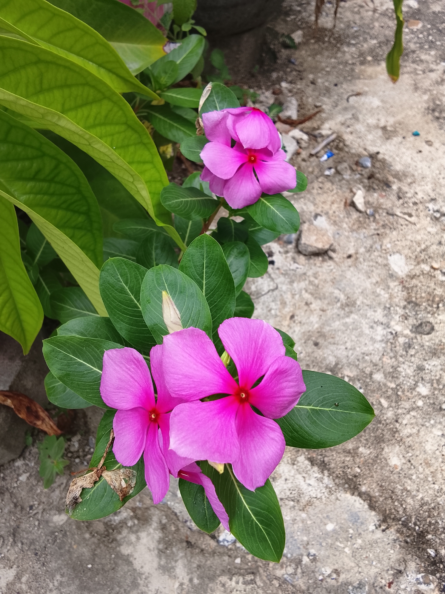 The image depicts a close-up, high-angle shot of vibrant pink vinca flowers and lush green leaves against a textured concrete ground. The flowers, with their distinct five-petal structure and bright red centers, are the primary subjects, positioned in the lower-left and upper-right quadrants of the frame. The surrounding leaves are a deep, healthy green, some appearing waxy and others slightly duller. The concrete ground is a muted gray, marked with various imperfections, including small rocks, debris, and patches of dirt, suggesting an outdoor, possibly urban, setting. A few dried brown leaves are also visible amongst the foliage. The lighting suggests it is daytime, with soft light illuminating the scene and creating subtle shadows. The overall impression is one of natural beauty juxtaposed with an unkempt, utilitarian environment. The specific location in Lhokseumawe, Indonesia, is not visually apparent from the image itself, as it lacks any identifying landmarks or cultural markers.