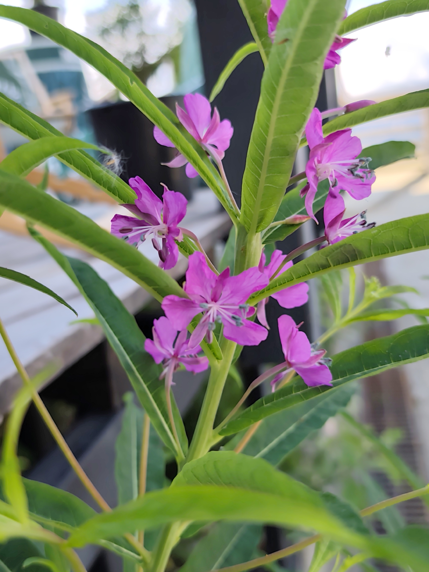 The image shows a close-up view of a plant with bright pink flowers and long green leaves. The flowers have delicate petals and prominent stamens with dark tips. The leaves are lance-shaped with visible veins. The plant appears to be growing outdoors, with a blurred background that suggests a natural or garden setting. In the background, there are hints of wooden structures and greenery, possibly indicating a wooden deck or fence in a garden environment. The lighting suggests it is daytime. There is no visible text in the image. The focus is on the botanical details of the plant, highlighting the vibrant colors and textures of its flowers and foliage.