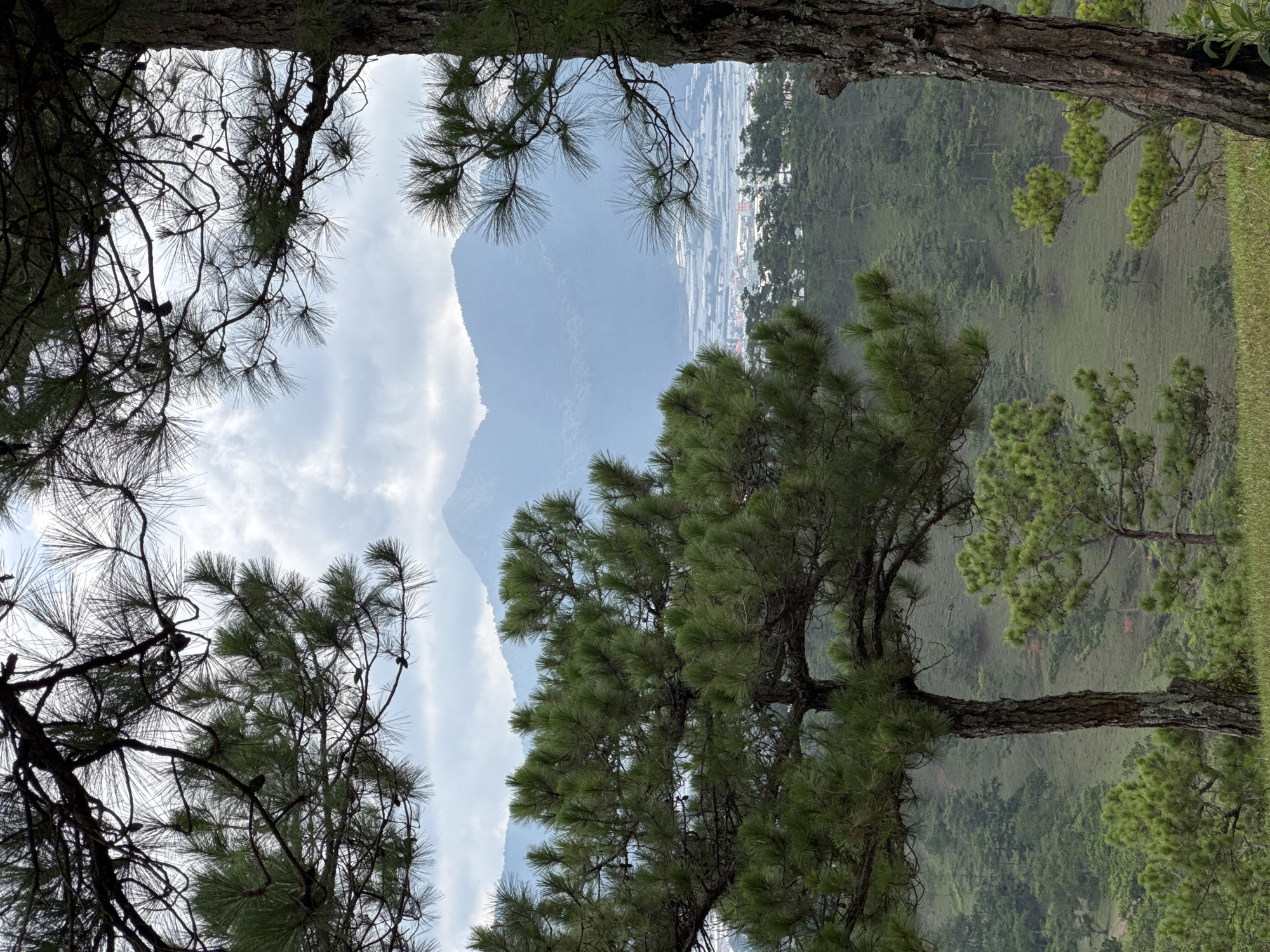 The scene depicts a mountain landscape in Lạc Dương, Vietnam, framed by pine trees. The sky is cloudy. In the distance, the vague outlines of a city are visible at the base of the mountain. In the foreground, pine trees with green needles and brown trunks are in focus. The ground is covered with green vegetation. The mountain occupies the central background of the image.