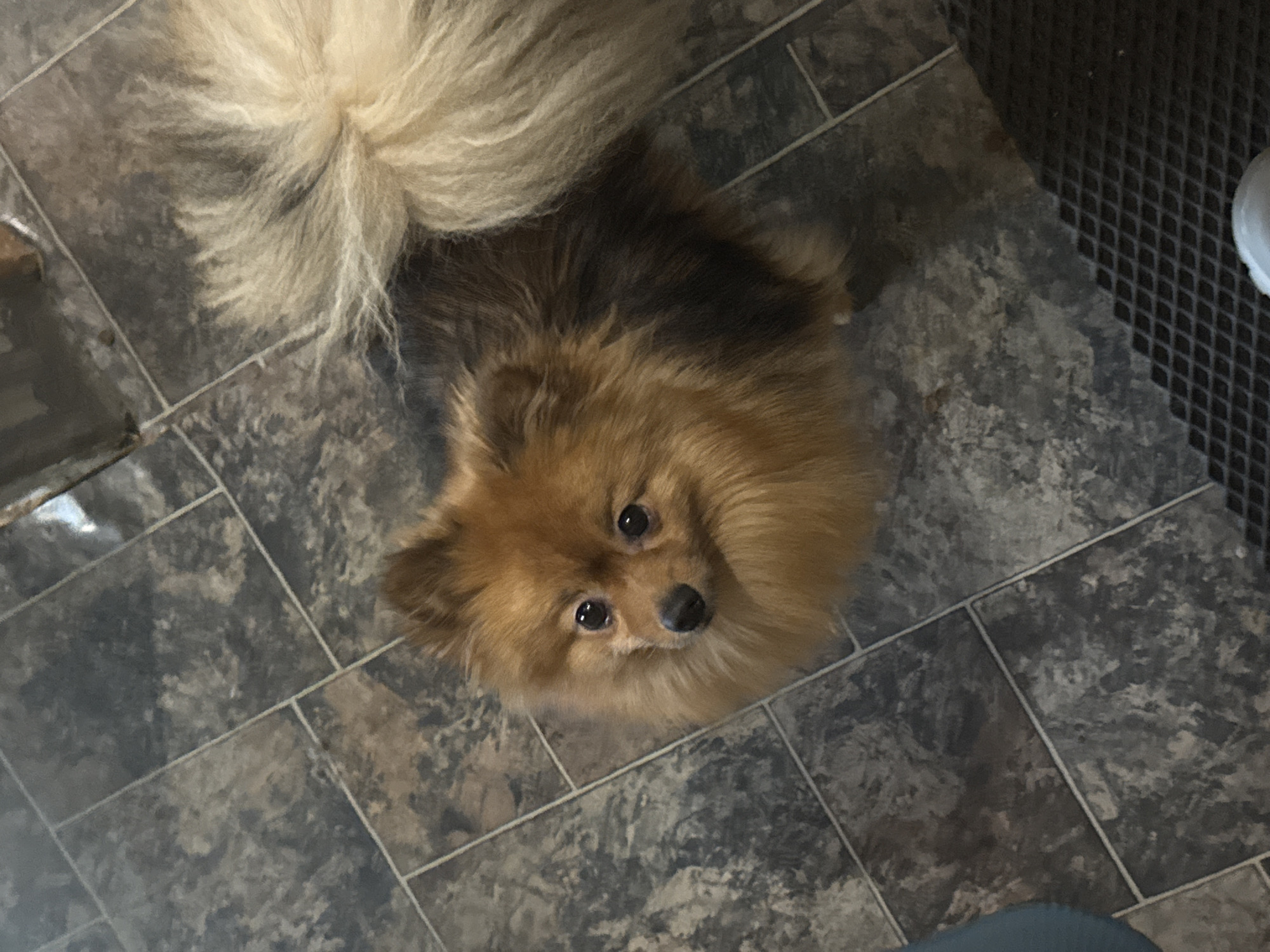 An overhead shot captures a small, fluffy dog on a tiled floor in an indoor setting, likely a home in Khimki, Russia. The dog, resembling a Pomeranian or similar spitz breed, has a predominantly golden-brown coat with darker brown and black markings on its back, and a very full, light-colored fluffy tail. It is looking directly up towards the camera with wide, dark, expressive eyes and a small black nose, conveying an expectant, curious, or hopeful emotion.
The floor is covered in square, dark grey and brown mottled tiles with light-colored grout lines. To the upper right, a section of a dark, grid-patterned mat or rug is visible. At the very bottom edge of the frame, part of a person's leg or foot, clad in a blue garment (possibly pants or a slipper), is present. A small portion of a white shoe or slipper is also visible on the far right edge. The lighting appears to be indoor and diffused, with no discernible strong shadows or external light sources. The dog's position and upward gaze suggest it is interacting with the person taking the photograph. There is no visible text in the image.
