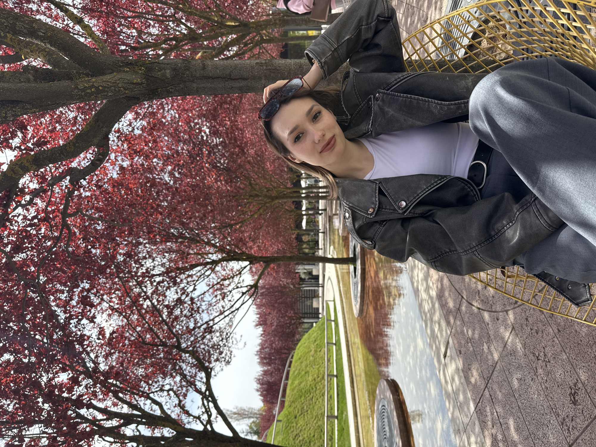 The image, rotated 90 degrees clockwise, features a young woman sitting in a yellow wire chair in an outdoor park-like setting. She is looking directly at the camera with a subtle smile. She has light skin, dark hair, and is wearing sunglasses pushed up onto her head. Her attire consists of a white top, a dark, possibly leather or denim, jacket, and dark pants with a black belt and silver buckle.
The background is dominated by numerous trees with vibrant, rich red foliage, suggesting either a spring bloom (like cherry blossoms or Japanese maples) or autumn leaves. Beyond the trees, there's a paved pathway, a long, narrow water feature reflecting the surroundings, and a grassy slope. The scene is brightly lit by natural daylight, casting clear shadows on the ground and indicating sunny weather. No visible text is present in the image.