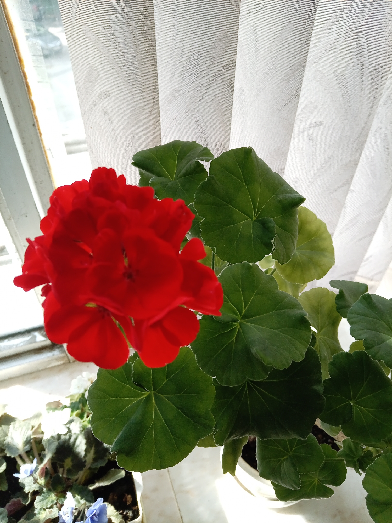 The image shows a close-up of a vibrant red geranium flower in a white pot. The geranium has large, green, palmate leaves with serrated edges. Behind the plant, a white, vertical-pleated curtain is visible, partially illuminated by sunlight streaming in from a window on the left. The window frame is white and shows some signs of age. In the lower left corner, another potted plant with smaller blue flowers and variegated leaves can be seen. The scene appears to be indoors, near a window. The lighting suggests it is daytime. The location is specified as Zheleznovodsk, Russia.