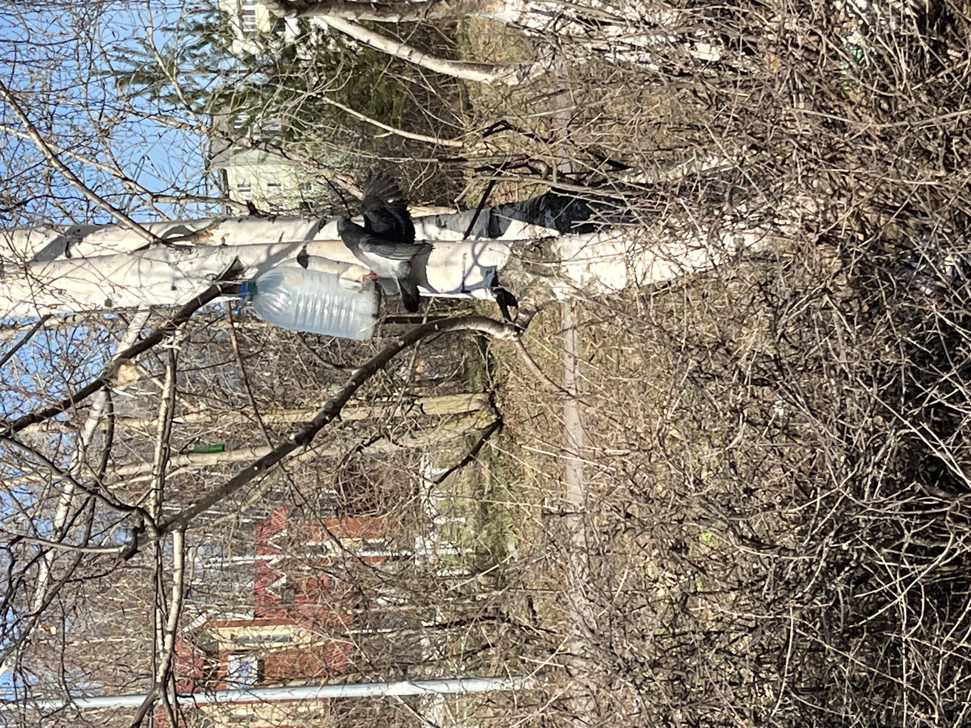 A pigeon sits on a birch tree branch, next to a clear plastic bottle rigged as a bird feeder. The scene is located in Chaikovsky, Russia. The tree is bare, with many small, interwoven branches creating a dense thicket. A building is visible in the background. The sky is clear and blue.