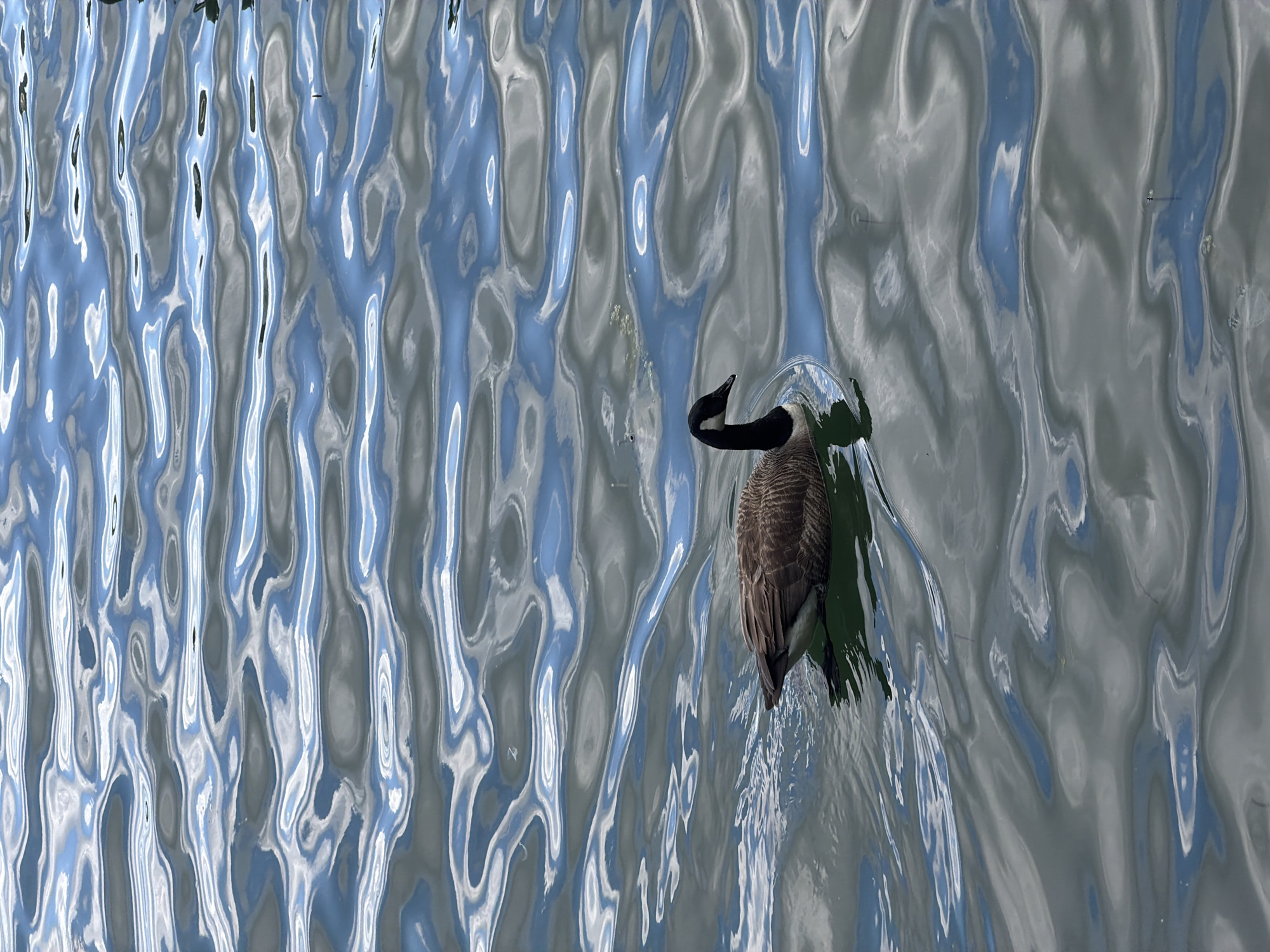 A single goose is depicted swimming on a body of water, likely a pond, lake, or river in New York, USA. The goose, identifiable by its brown body and distinctive black head and neck, is positioned on the right side of the frame. Its head is bent downwards, suggesting it might be feeding or observing something beneath the surface.
The water's surface is highly rippled, creating a dynamic and abstract pattern of reflections. These reflections primarily consist of elongated, wavy streaks of light blue, white, and various shades of grey, indicating a bright sky with clouds. Some darker, greenish-grey areas within the reflections could suggest the presence of nearby foliage or structures along the banks. The movement of the water distorts these reflections into an almost painterly composition.
The lighting indicates it is daytime. The scene is calm and natural, with the focus solely on the goose and the intricate patterns of the water's surface. No human subjects, objects other than the goose and water, or visible text are present in the image.