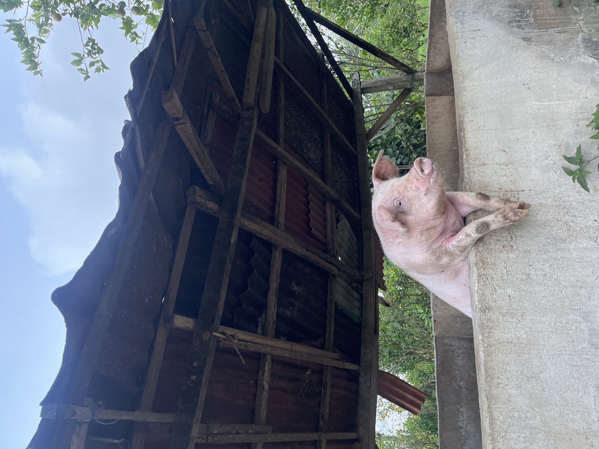 A pink pig is the main subject, its body partially visible as it rests its front legs on a concrete structure. The pig's head is turned upwards, and its mouth is slightly open, giving it an inquisitive expression. Its skin appears pink with some darker, muddy markings.
The setting is rustic, characterized by a dilapidated wooden structure with corrugated metal roofing and framing. The wooden beams and supports are weathered, suggesting age and exposure to the elements. Behind the wooden structure and concrete pillar, lush green foliage indicates an outdoor environment, possibly a farm or rural area in Petang, Indonesia. The sky is visible in the background, appearing bright and cloudy, suggesting daylight. The overall impression is that of a farmyard scene with a curious pig interacting with its surroundings. No text is visible in the image.